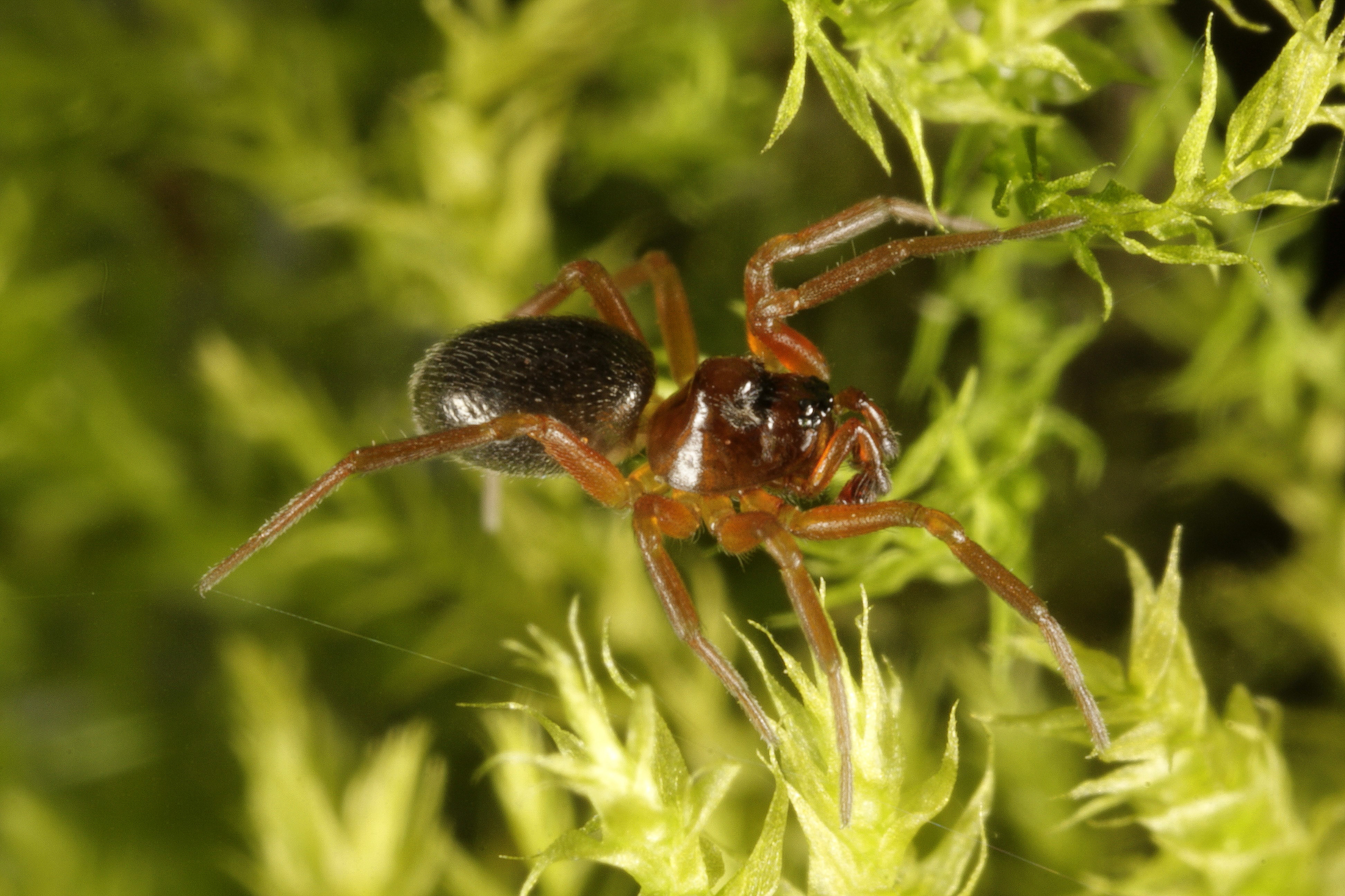 Gebochelde 'macho-spin'. (Foto: Gilbert Loos, ARABEL-image bank)