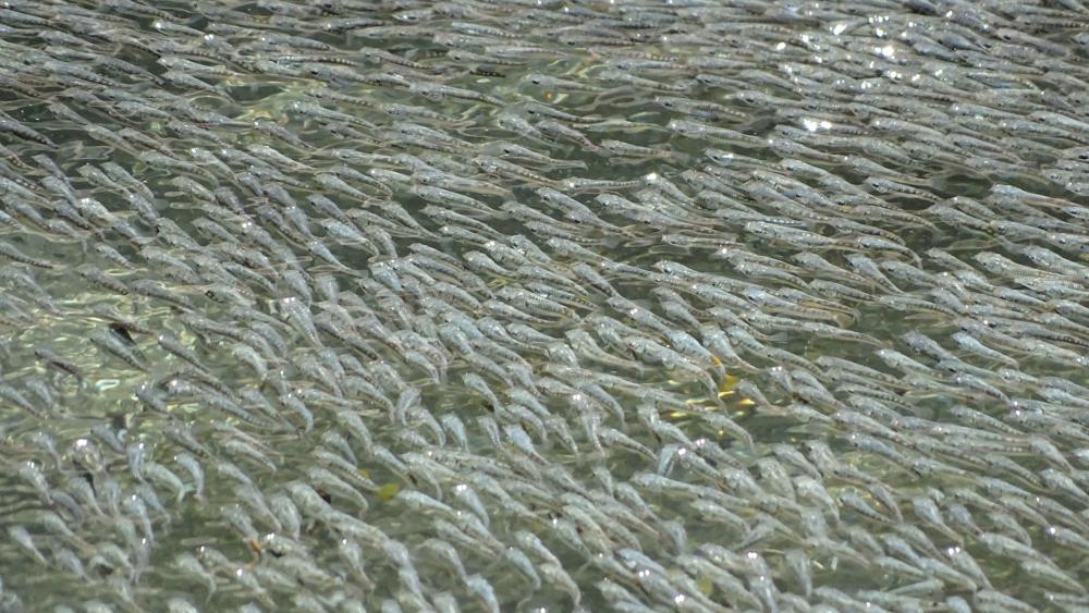 Vissen doen de wave om vogels af te schrikken