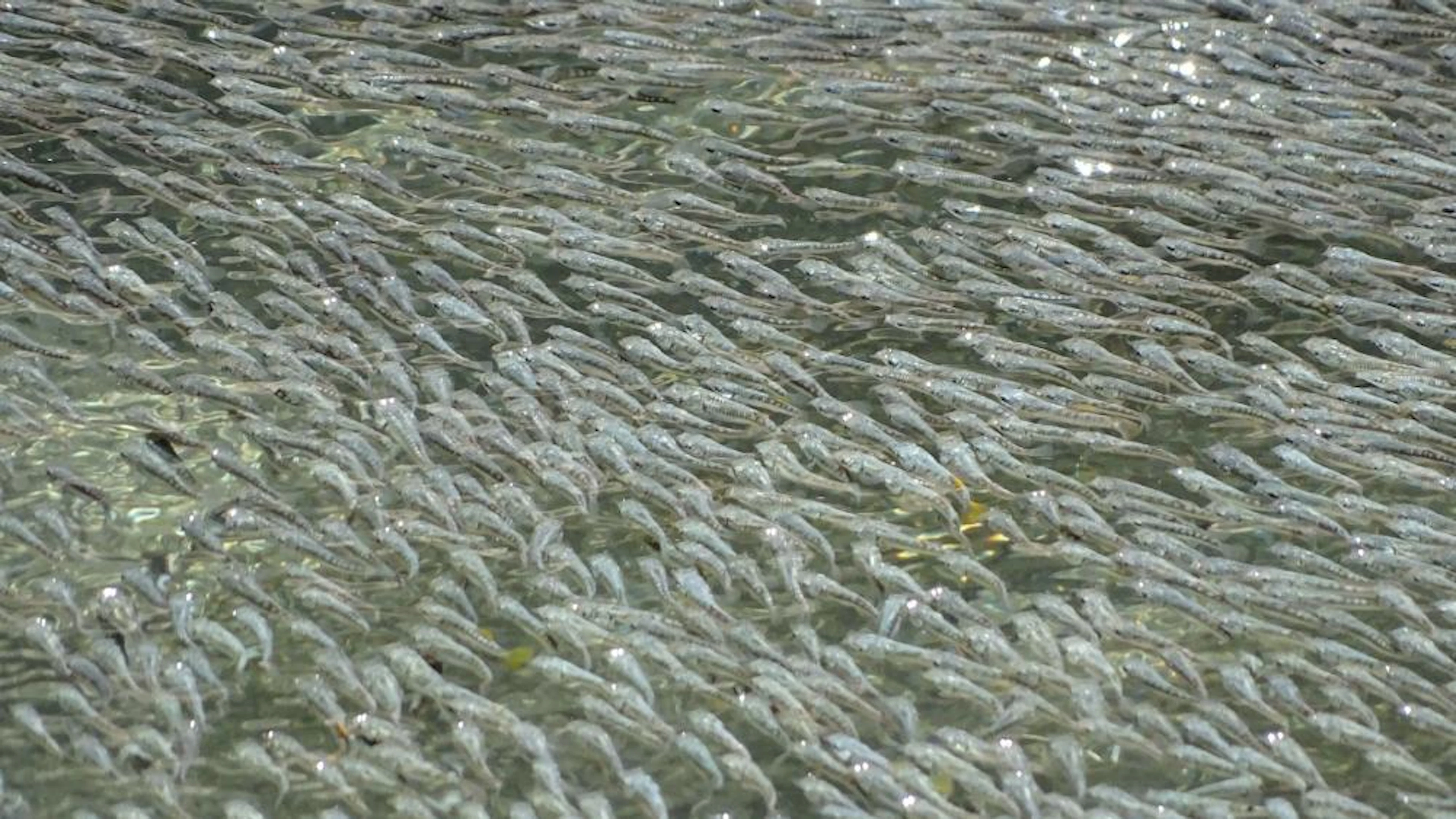 Vissen doen de wave om vogels af te schrikken