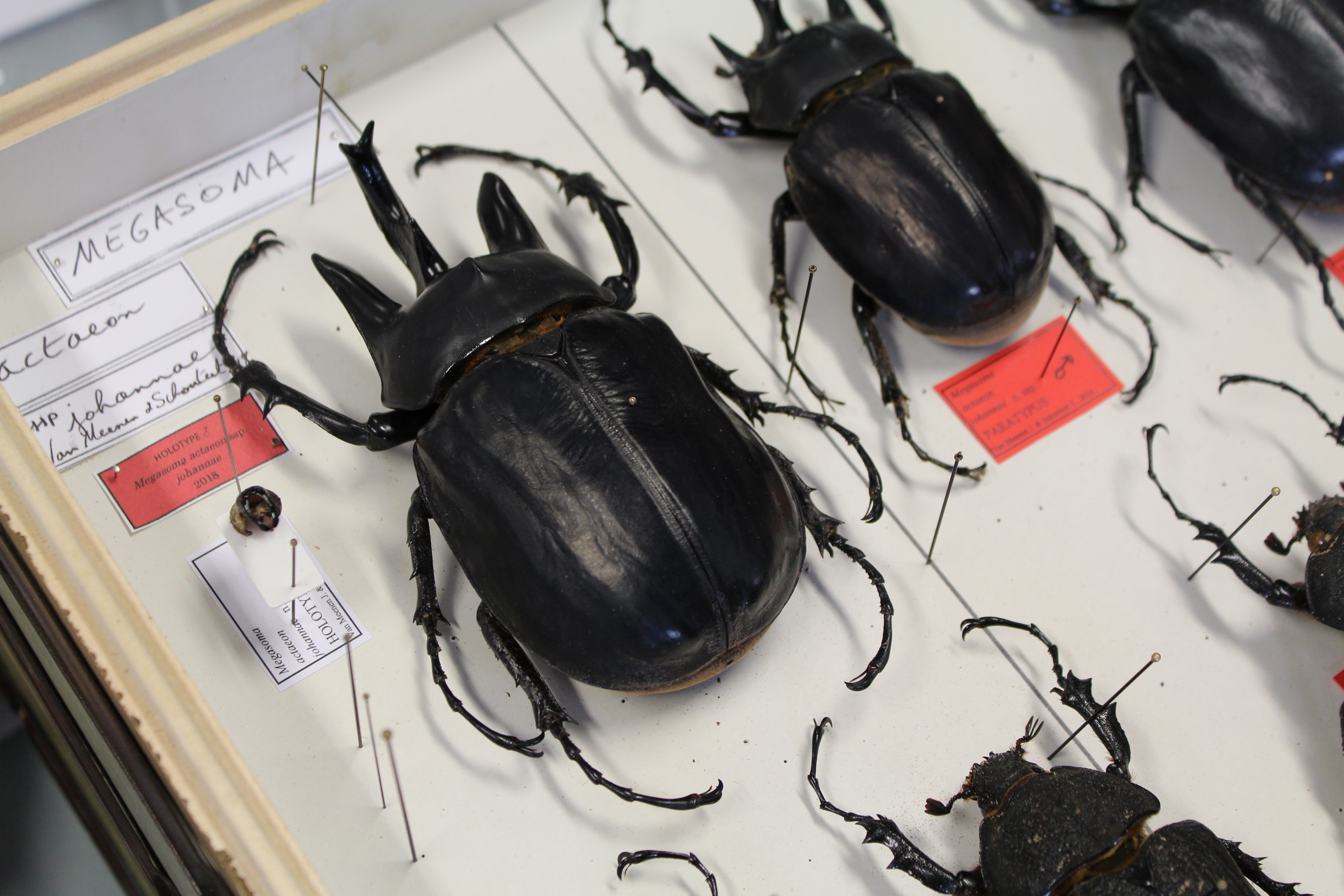 Megasoma actaeon johannae, een van de grootste kevers ter wereld. (Foto: KBIN)