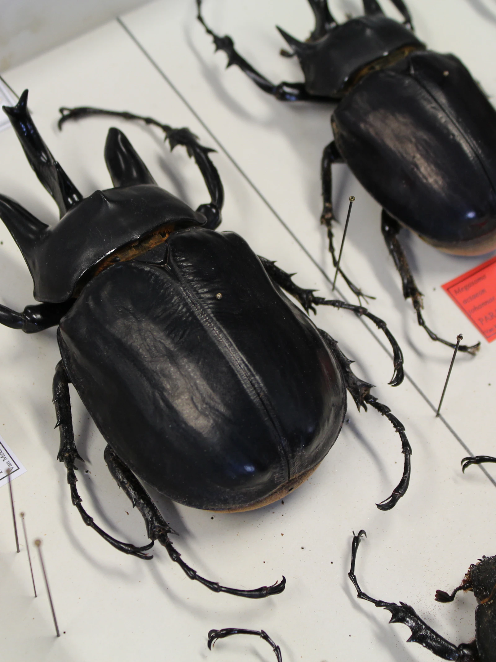 Megasoma actaeon johannae, een van de grootste kevers ter wereld. Megasoma actaeon johannae, een van de grootste kevers ter wereld. (Foto: KBIN)