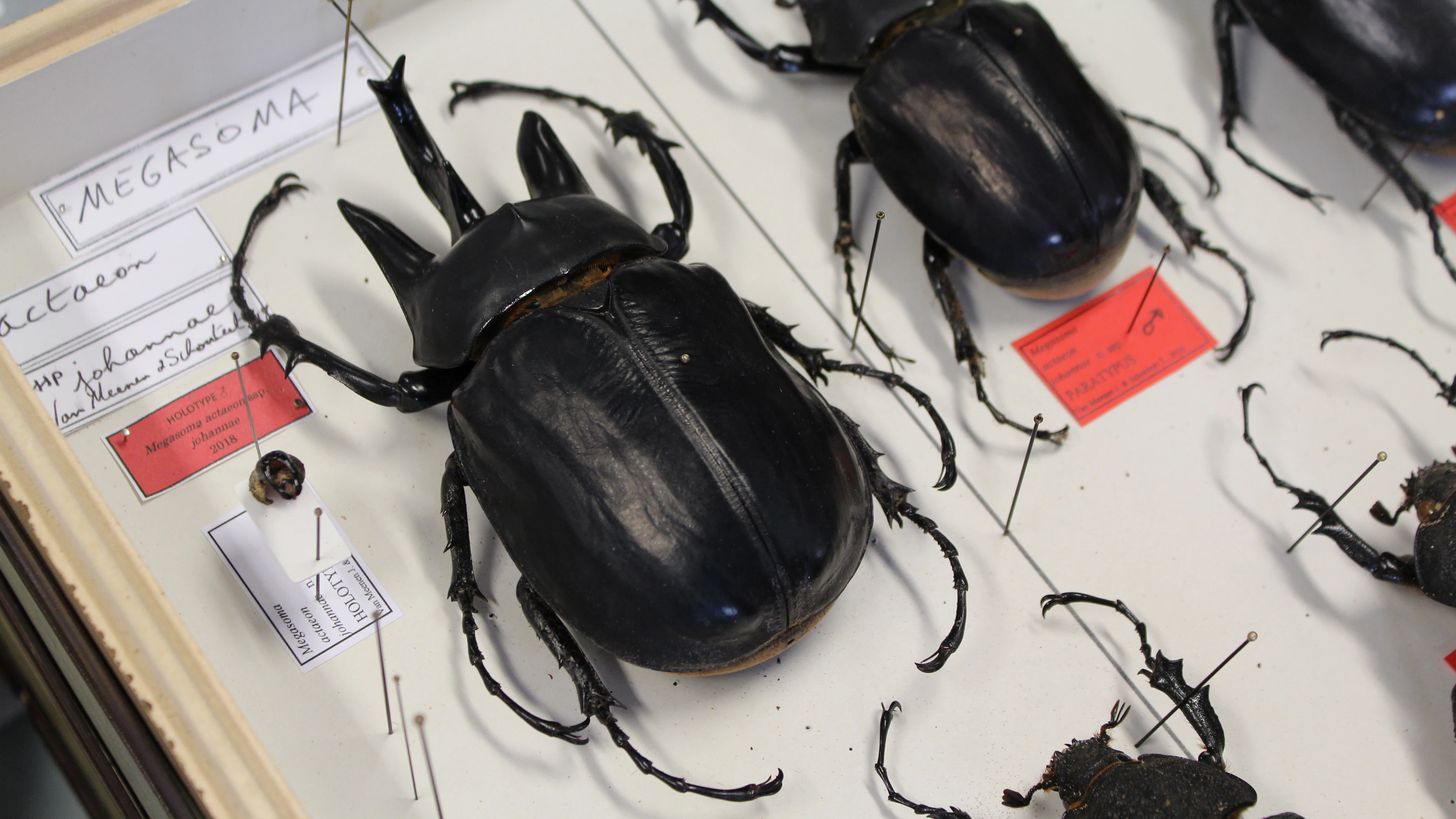 Megasoma actaeon johannae, een van de grootste kevers ter wereld. Megasoma actaeon johannae, een van de grootste kevers ter wereld. (Foto: KBIN)