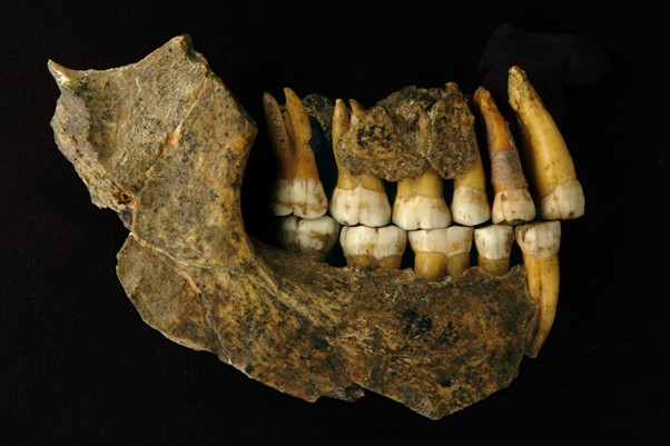 Boven- en onderkaakbeen van een late neanderthaler uit de grot van Spy. Foto: Patrick Semal (KBIN)