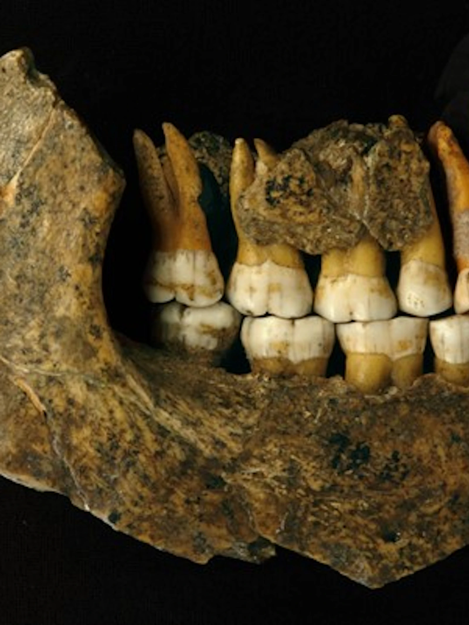 Boven- en onderkaakbeen van een late neanderthaler uit de grot van Spy. Boven- en onderkaakbeen van een late neanderthaler uit de grot van Spy. Foto: Patrick Semal (KBIN)