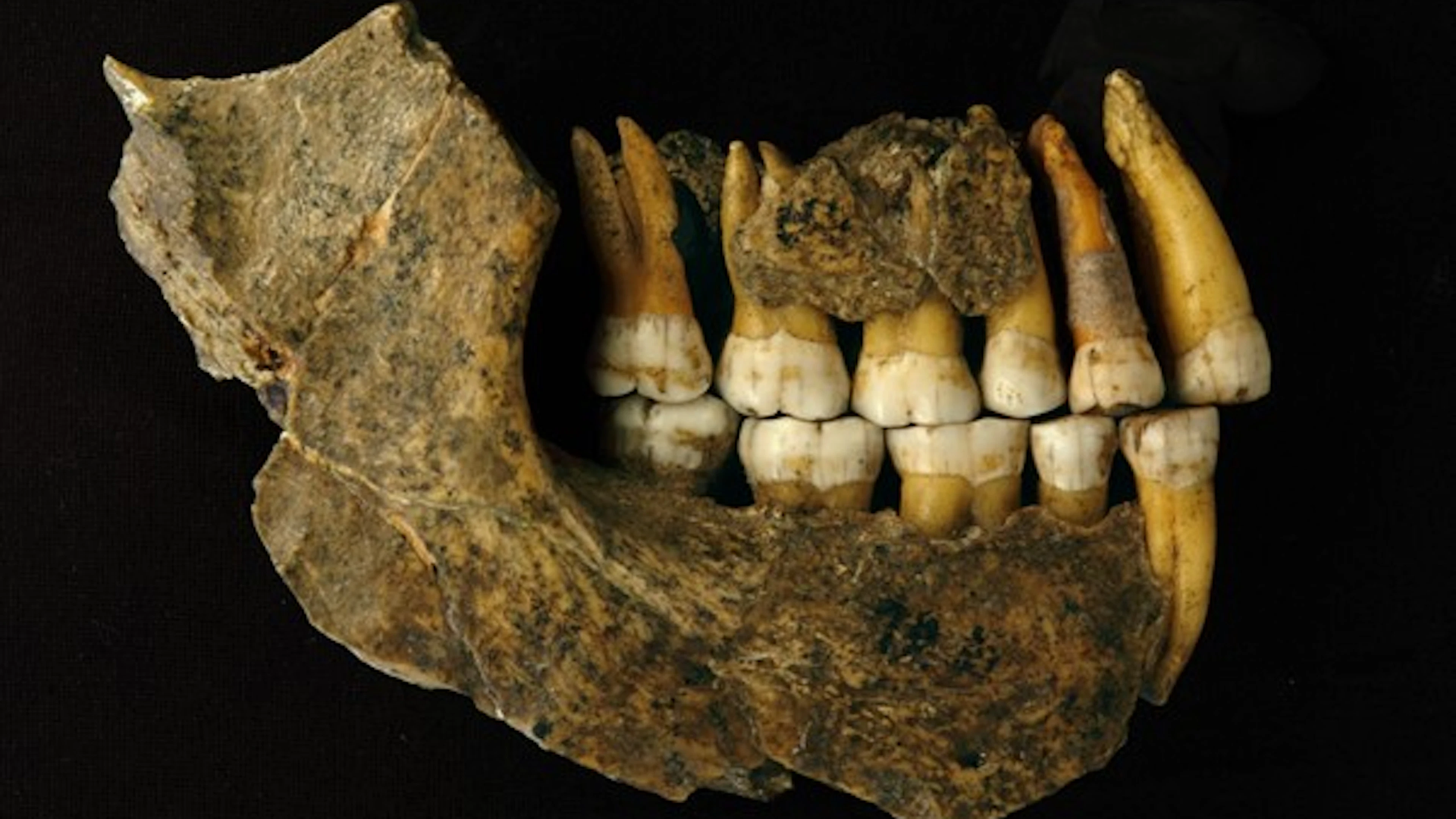 Boven- en onderkaakbeen van een late neanderthaler uit de grot van Spy. Boven- en onderkaakbeen van een late neanderthaler uit de grot van Spy. Foto: Patrick Semal (KBIN)