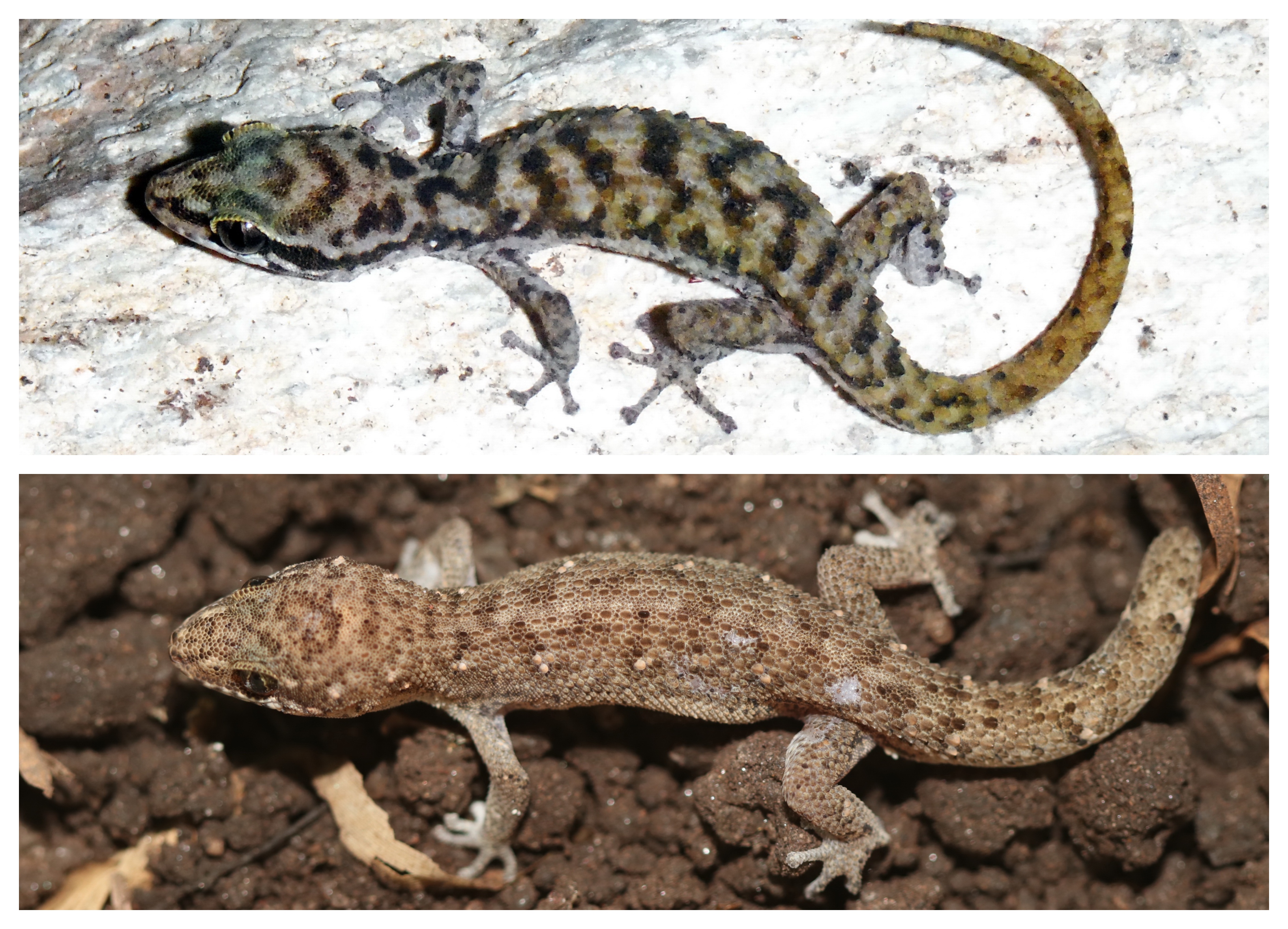Boven: Cha-Am leaf-toed gecko, Onder: Ranong leaf-toed gecko. (c) Montri Sumontha