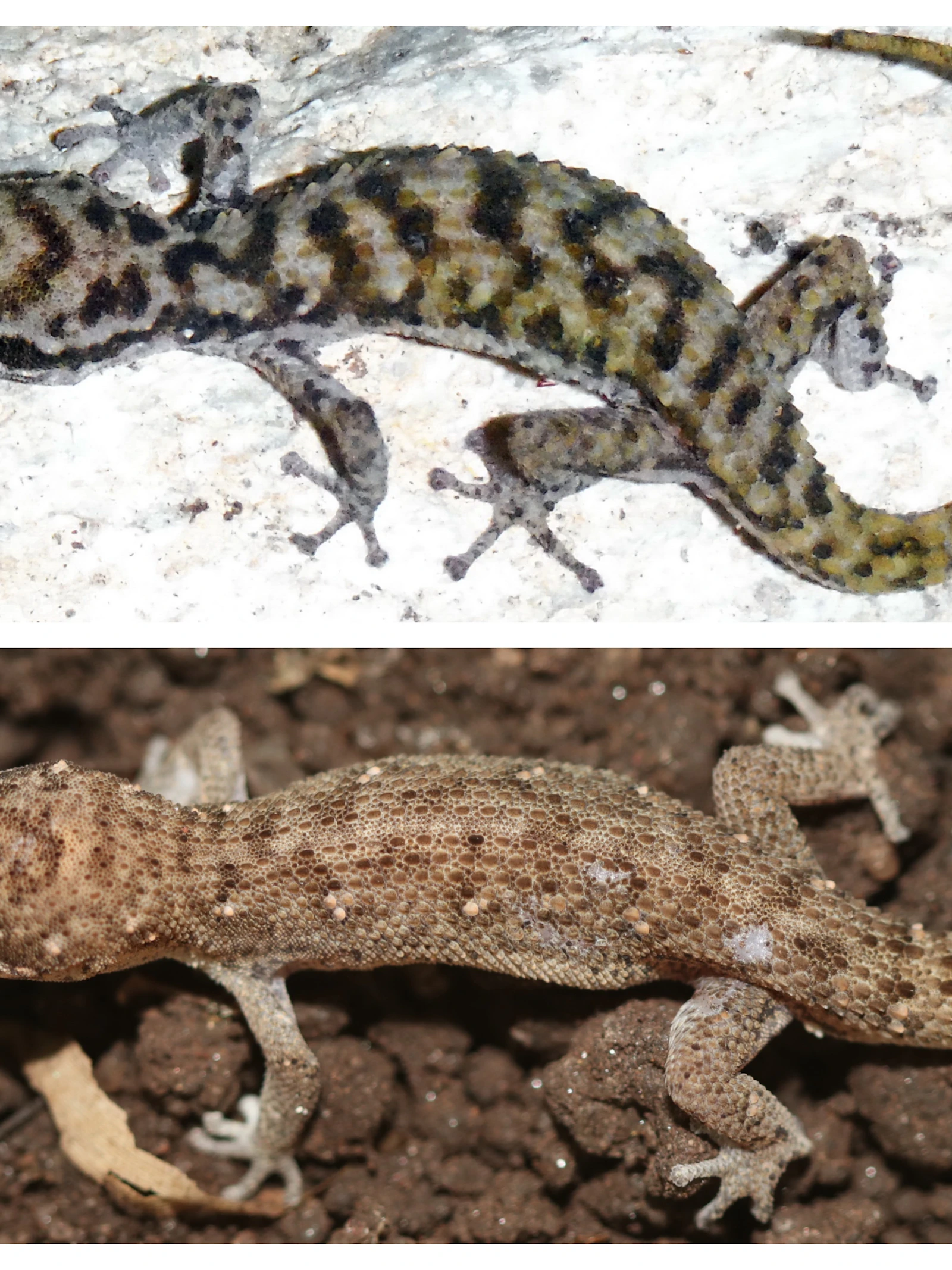 Boven: Cha-Am leaf-toed gecko, Onder: Ranong leaf-toed gecko. Boven: Cha-Am leaf-toed gecko, Onder: Ranong leaf-toed gecko. (c) Montri Sumontha