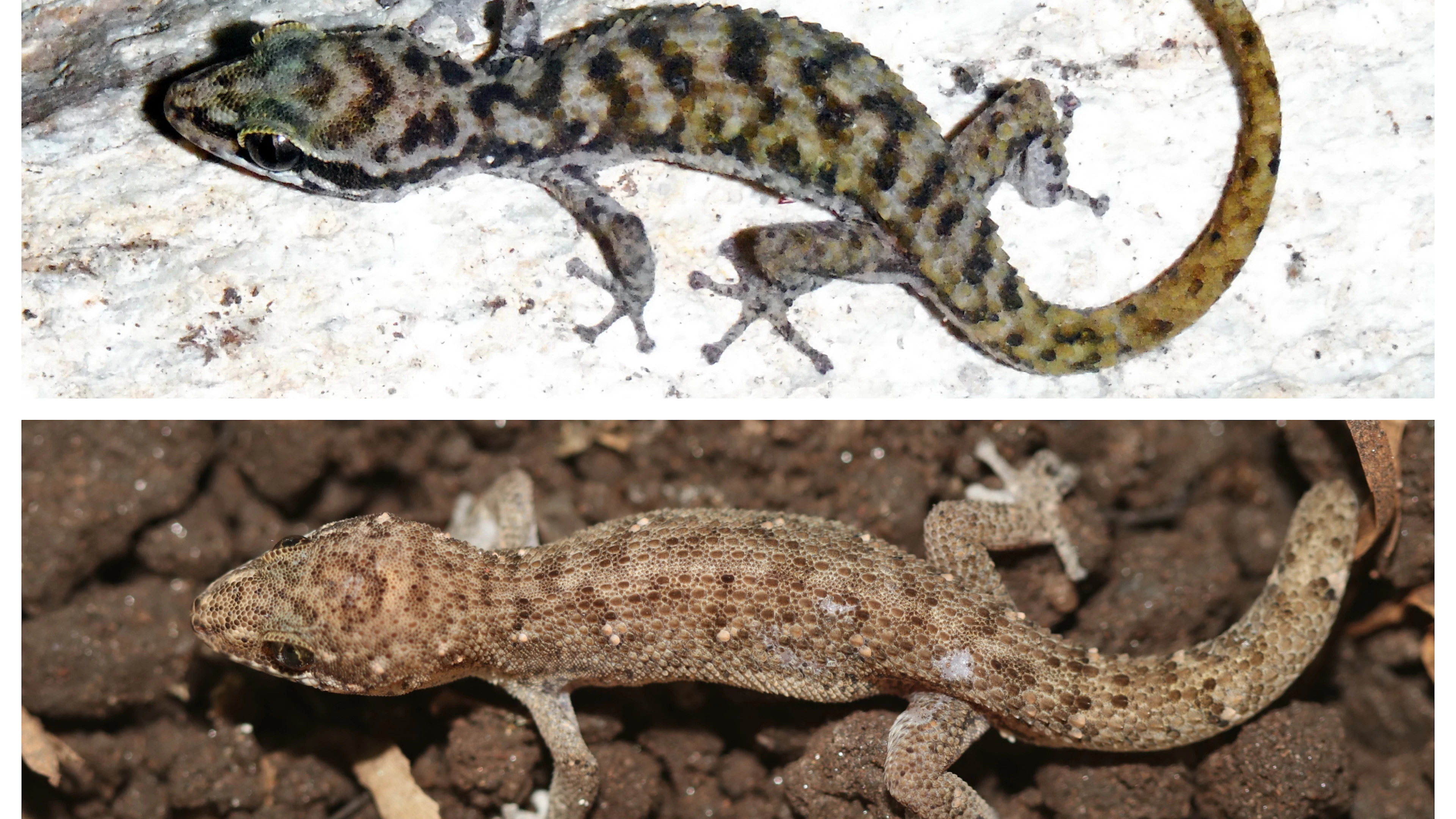 Boven: Cha-Am leaf-toed gecko, Onder: Ranong leaf-toed gecko. Boven: Cha-Am leaf-toed gecko, Onder: Ranong leaf-toed gecko. (c) Montri Sumontha