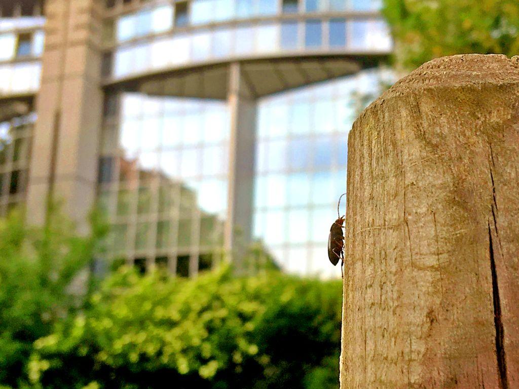 Een kever in hartje Brussel. Foto: KBIN