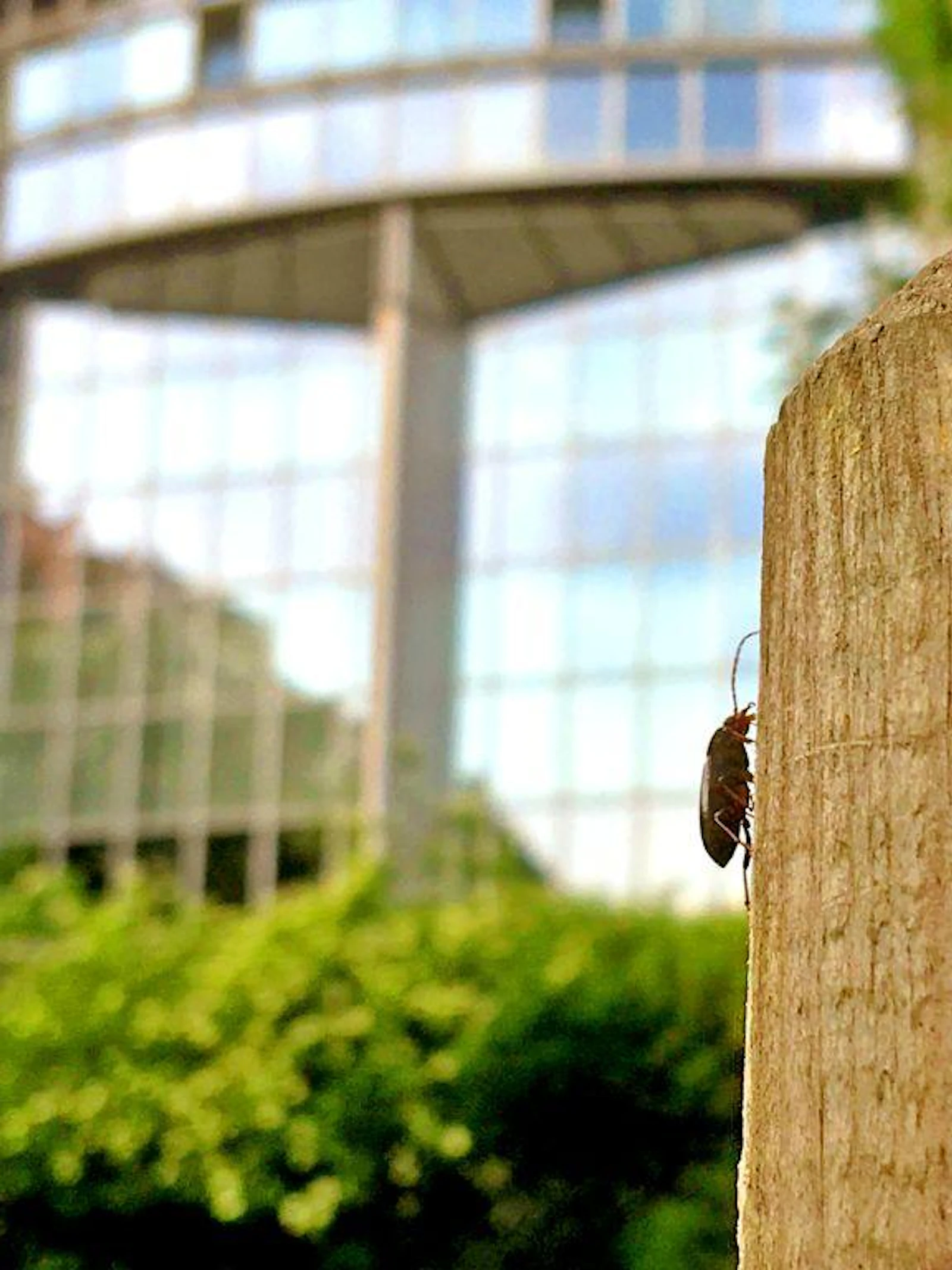 Een kever in hartje Brussel Een kever in hartje Brussel. Foto: KBIN
