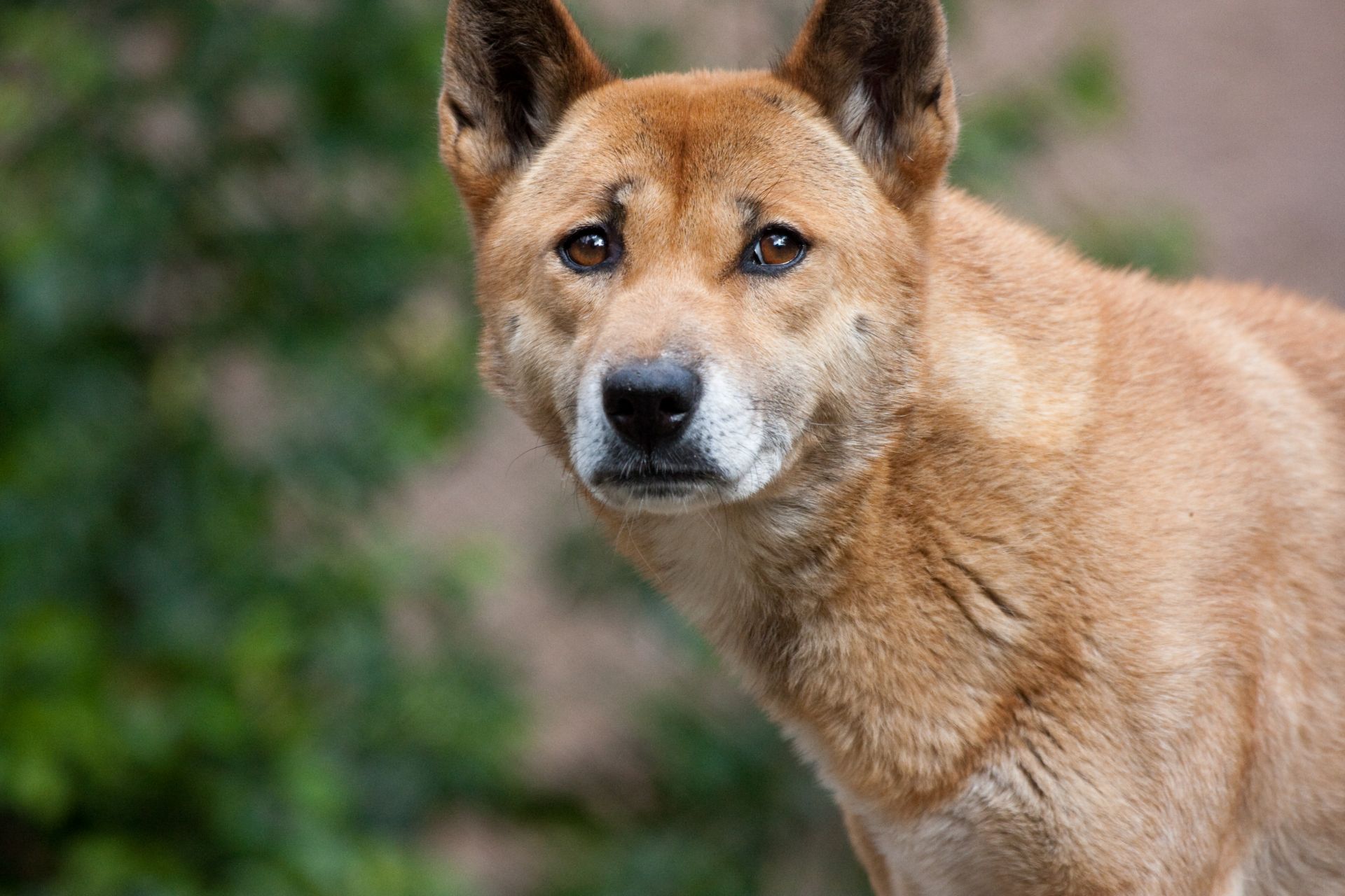 New Guinea singing dog (Foto: Nathan Rupert)