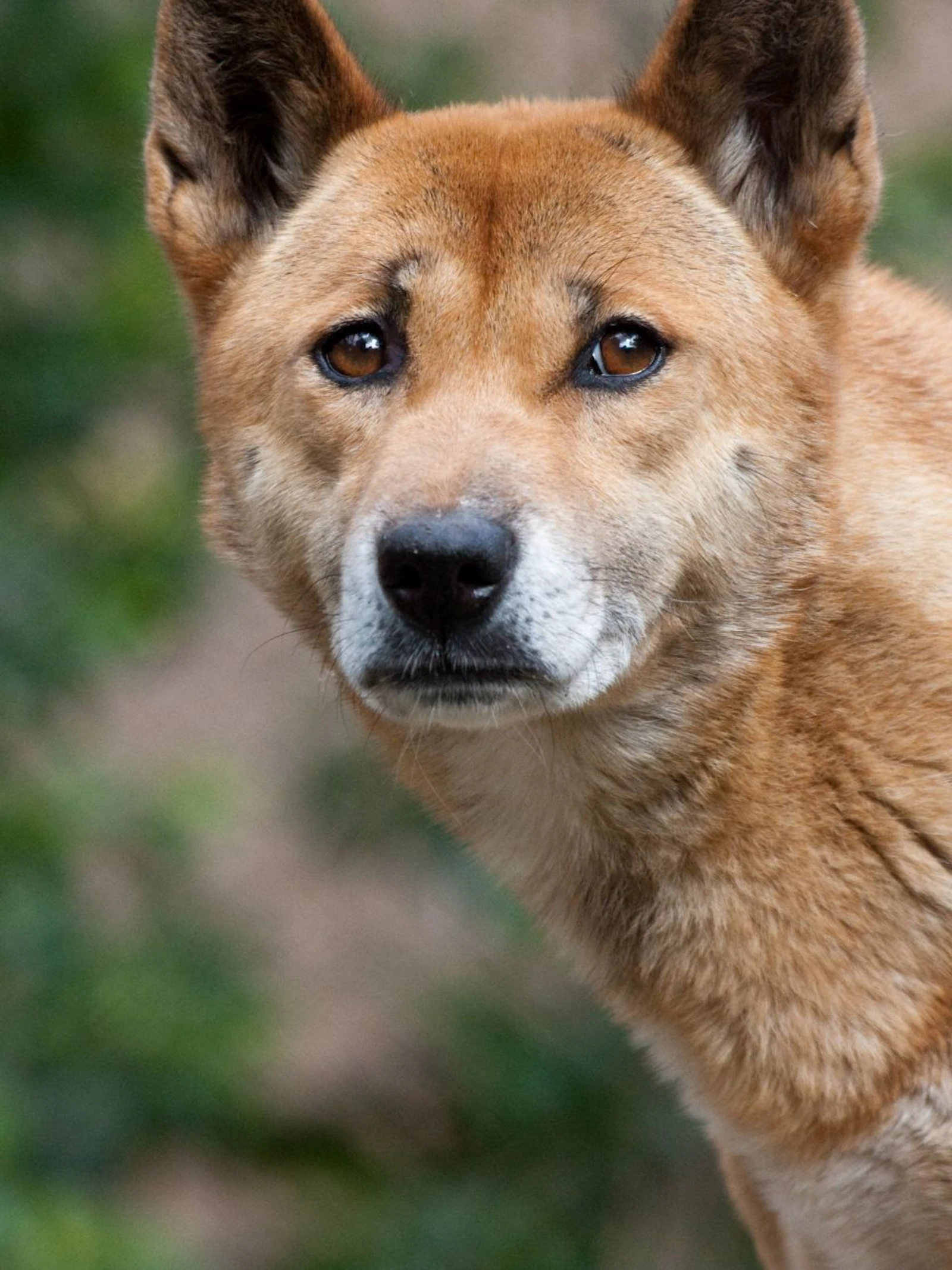 New Guinea singing dog (Foto: Nathan Rupert) New Guinea singing dog (Foto: Nathan Rupert)