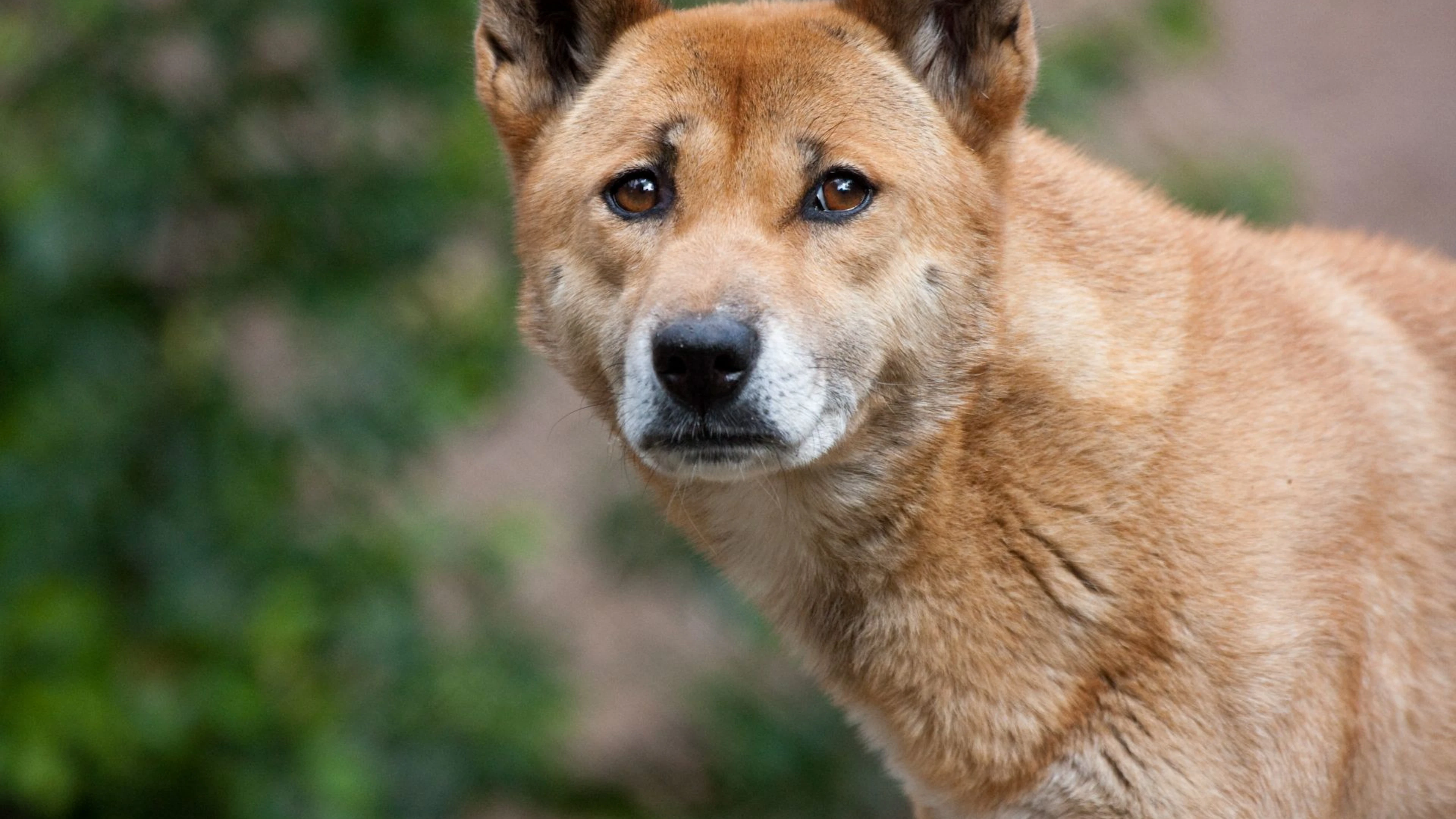 New Guinea singing dog (Foto: Nathan Rupert) New Guinea singing dog (Foto: Nathan Rupert)