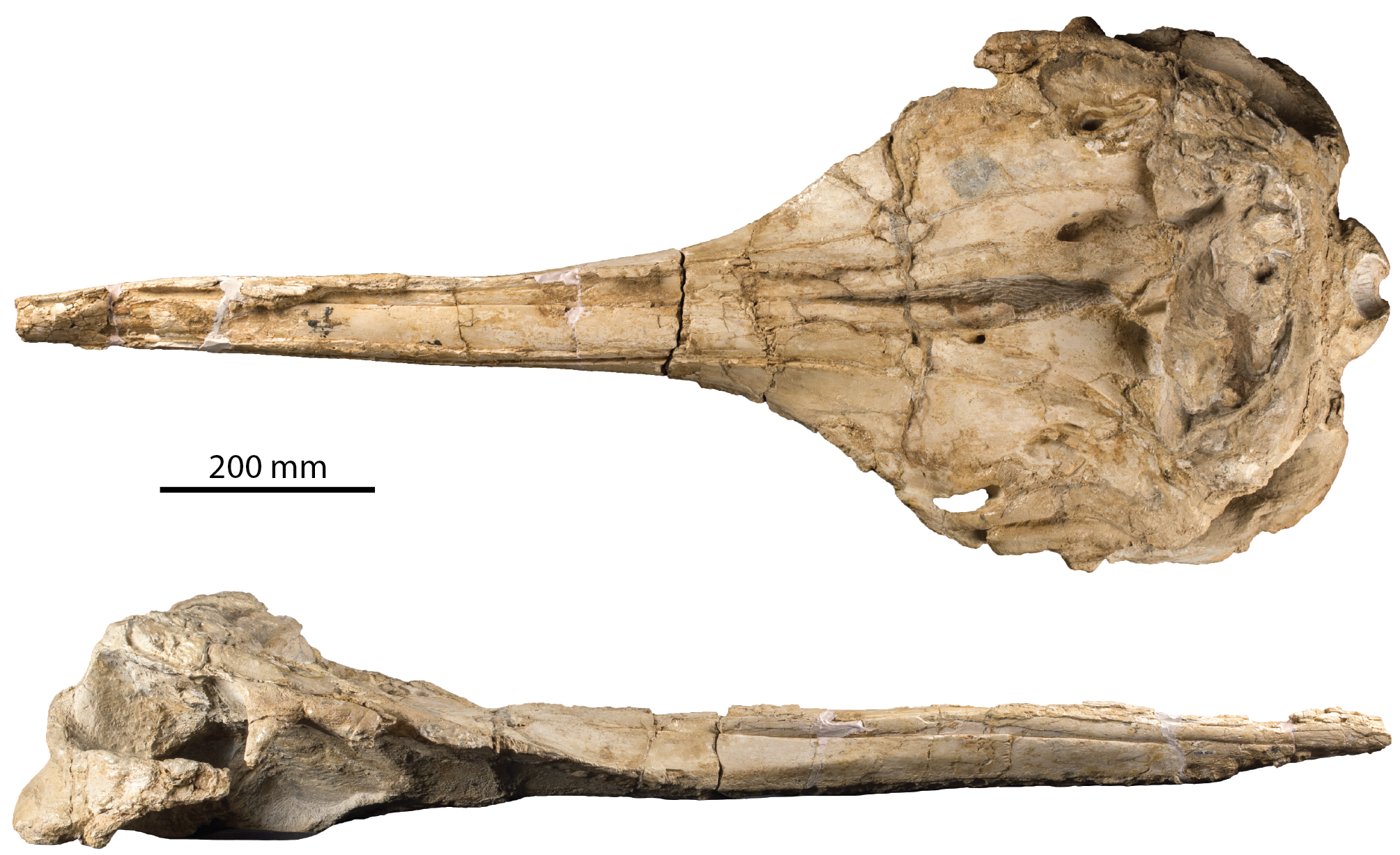 Schedel van de fossiele potvis Rhaphicetus met extreem lange snuit. (Foto: KBIN)