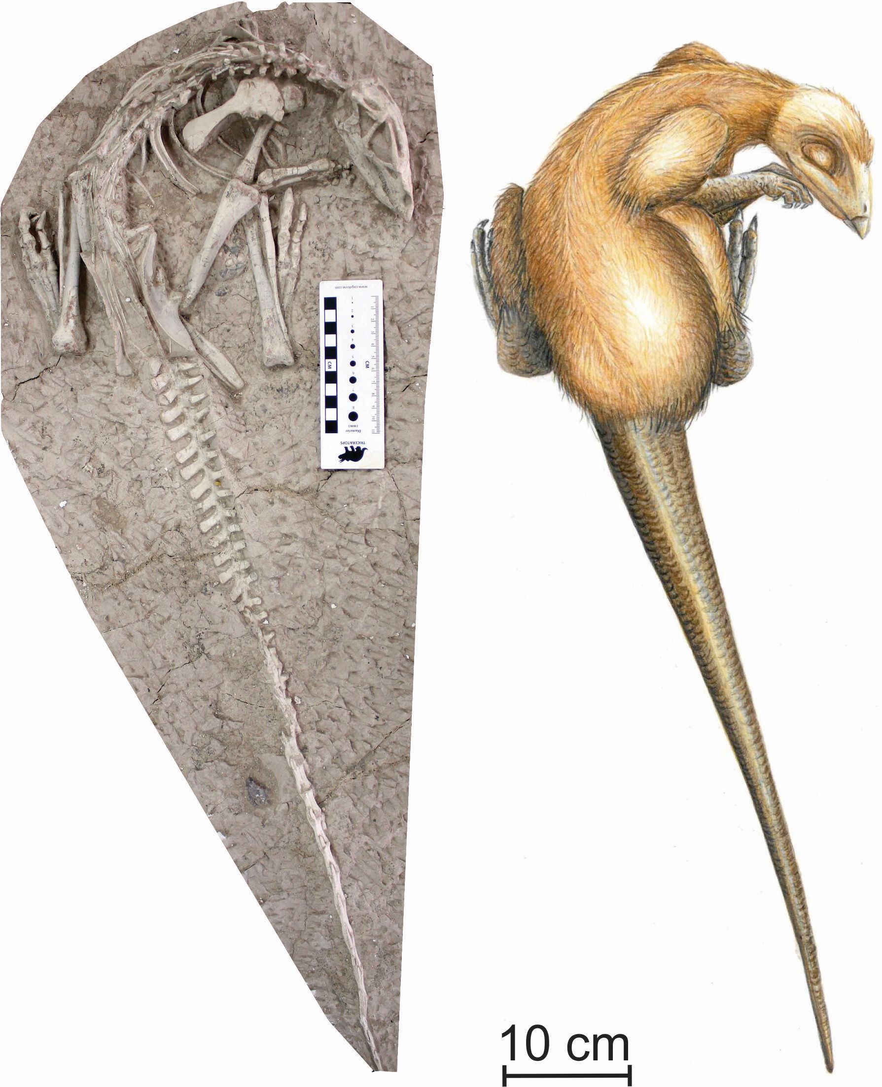 Een van de twee perfect bewaarde skeletten van Changmiania liaoningensis en een artistieke reconstructie. (Tekening: Carine Cise