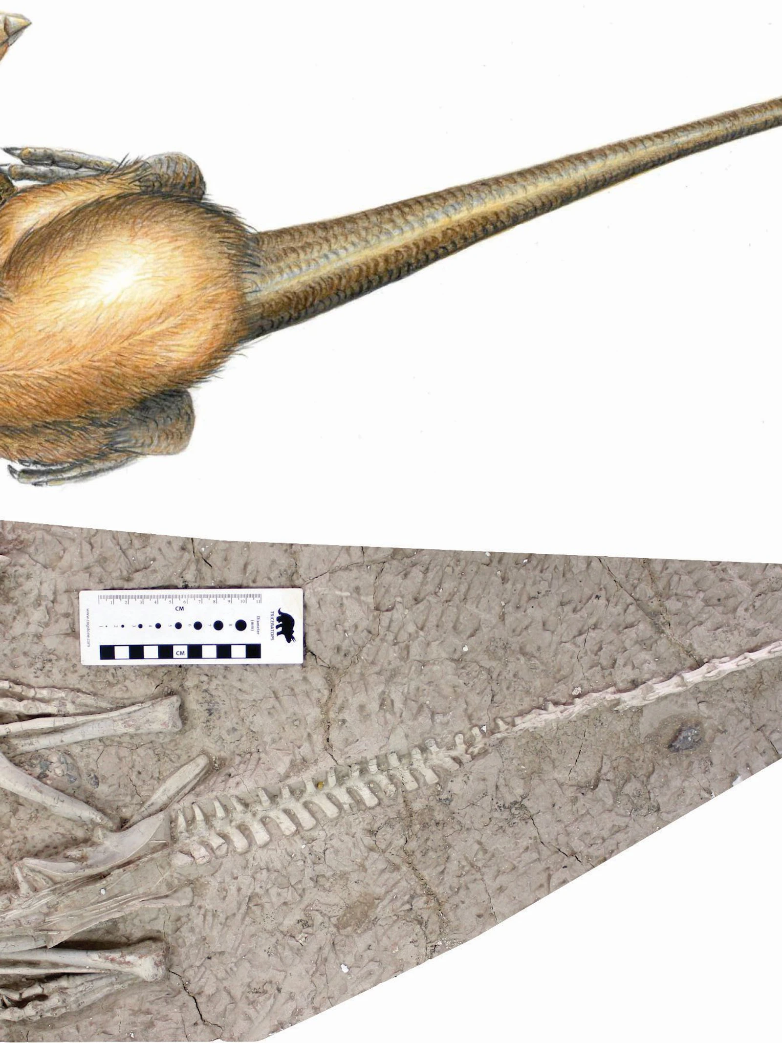 Een van de twee perfect bewaarde skeletten van Changmiania liaoningensis en een artistieke reconstructie. (Tekening: Carine Ciselet) Een van de twee perfect bewaarde skeletten van Changmiania liaoningensis en een artistieke reconstructie. (Tekening: Carine Cise