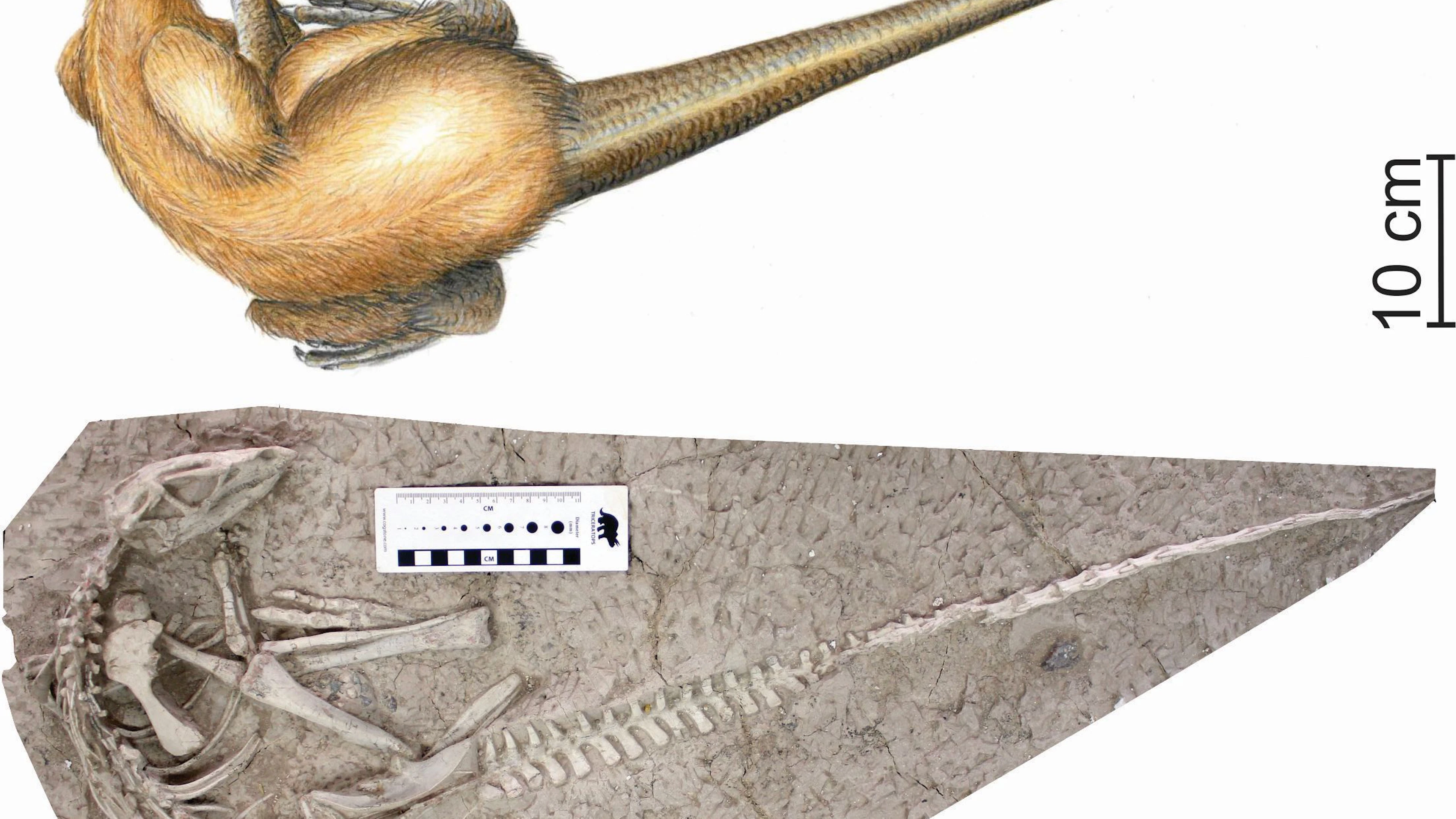 Een van de twee perfect bewaarde skeletten van Changmiania liaoningensis en een artistieke reconstructie. (Tekening: Carine Ciselet) Een van de twee perfect bewaarde skeletten van Changmiania liaoningensis en een artistieke reconstructie. (Tekening: Carine Cise