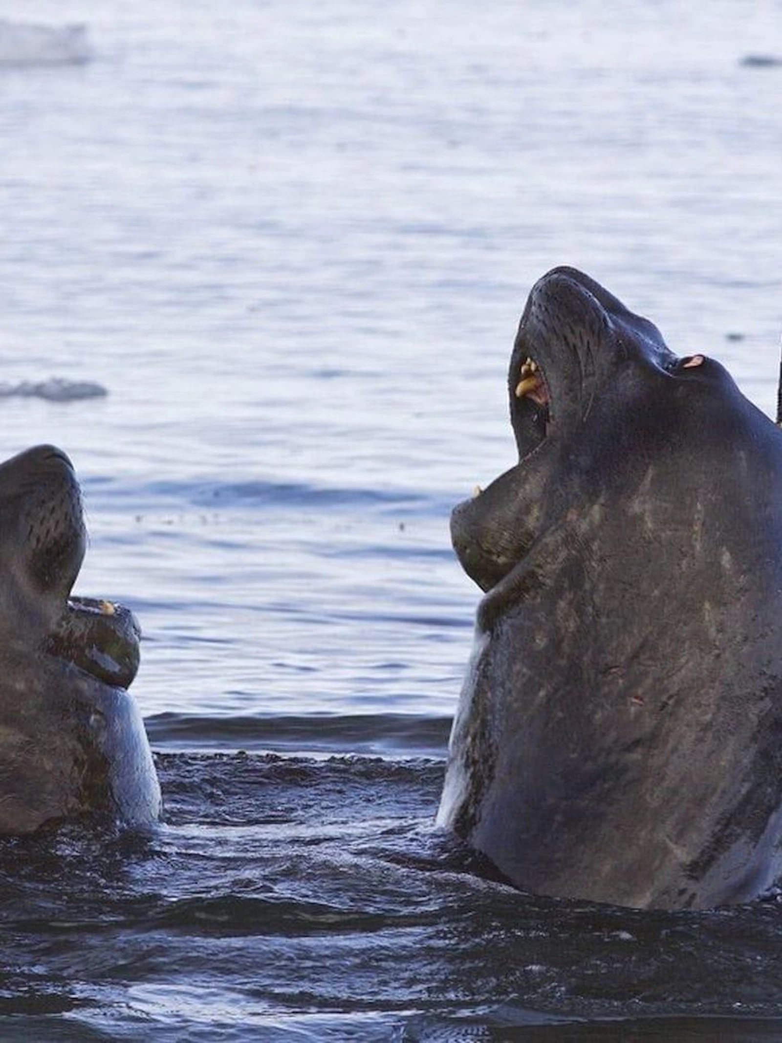 Zuidelijke zeeolifant (Mirounga leonina) uitgerust met elektronische zender (© Clive R. McMahon) Zuidelijke zeeolifant (Mirounga leonina) uitgerust met elektronische zender (© Clive R. McMahon)