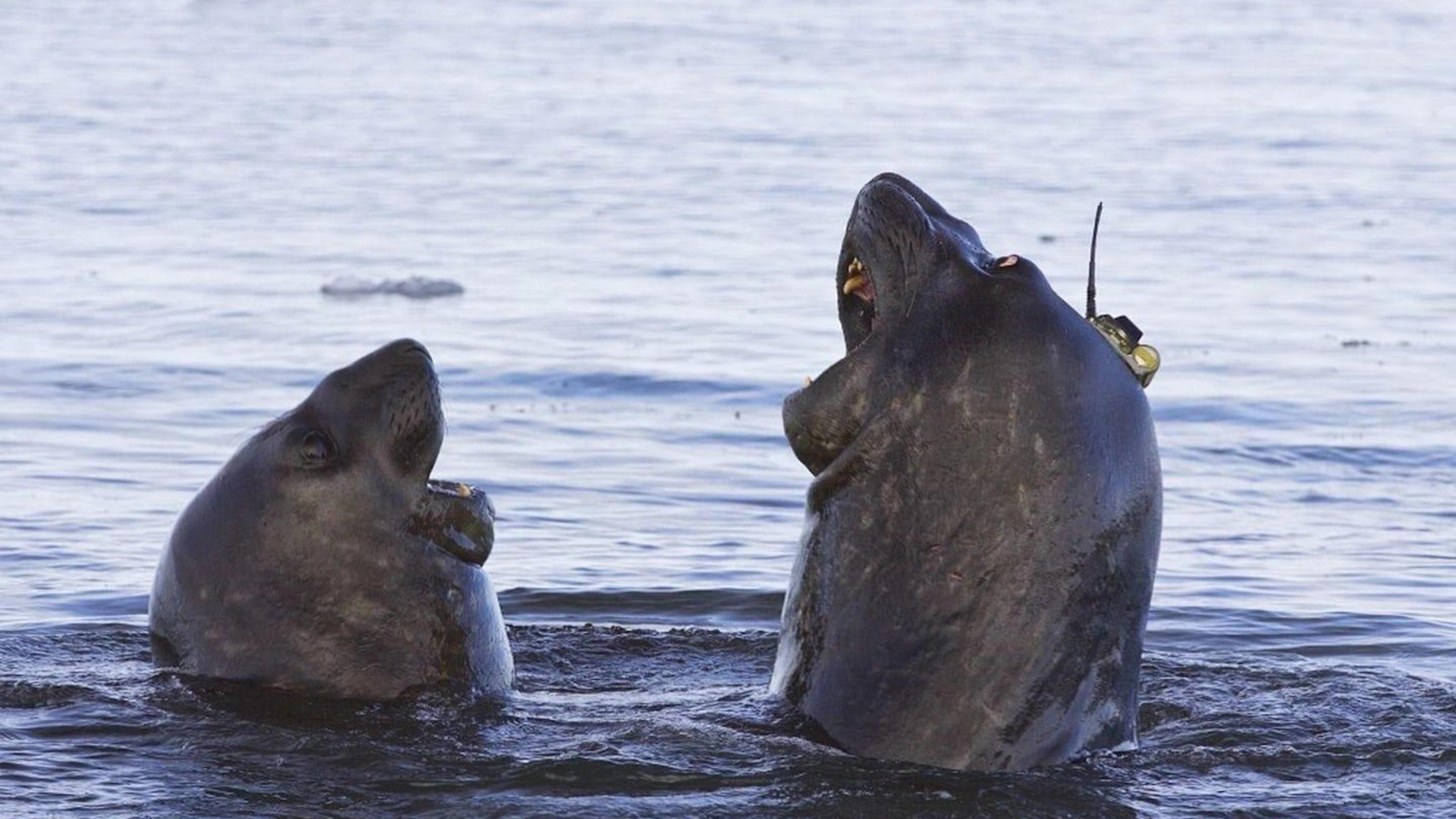 Zuidelijke zeeolifant (Mirounga leonina) uitgerust met elektronische zender (© Clive R. McMahon) Zuidelijke zeeolifant (Mirounga leonina) uitgerust met elektronische zender (© Clive R. McMahon)