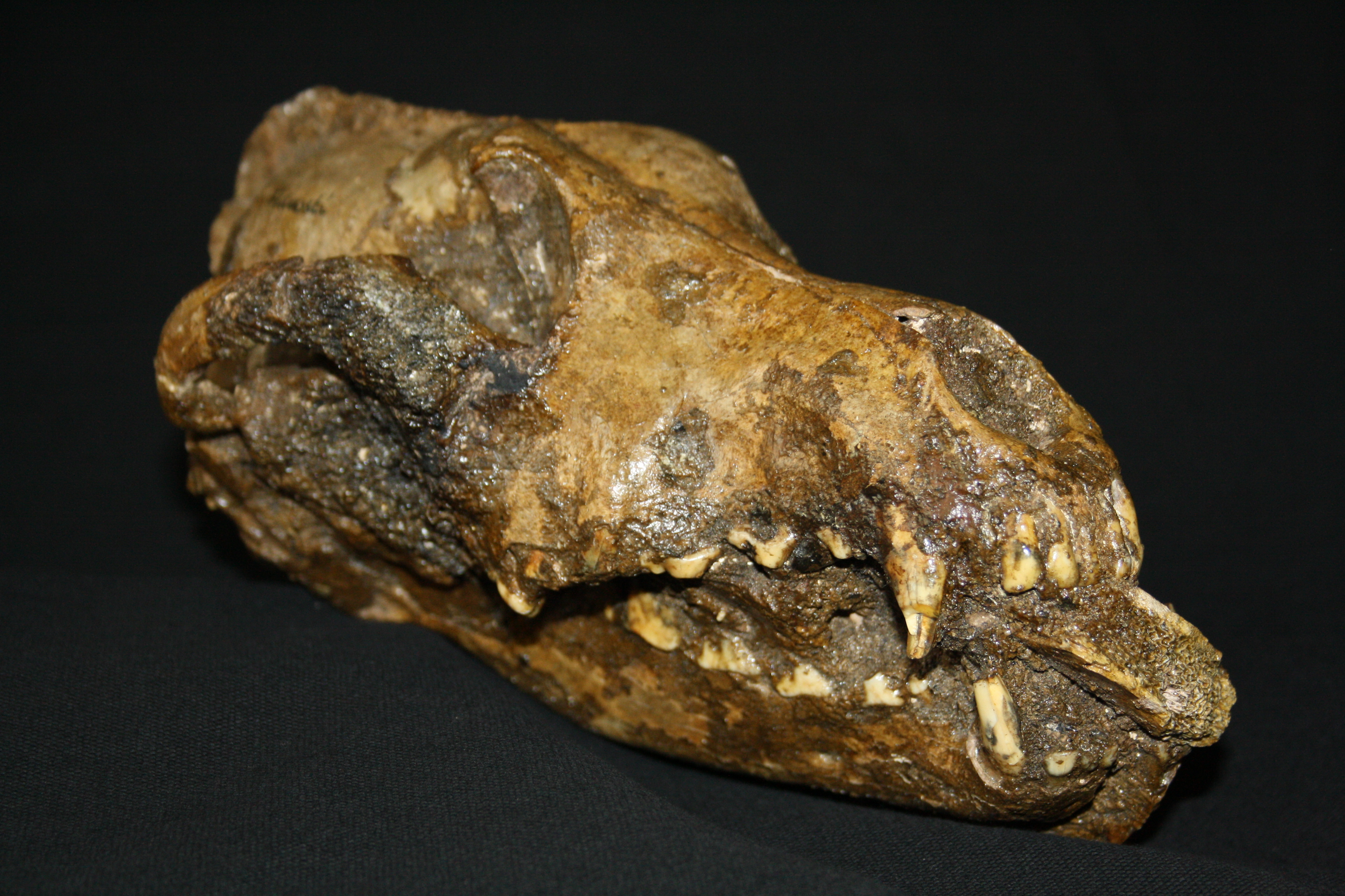 Paleolithische hond van Předmostí uit de collecties van het Moravisch Museum te Brno (Tsjechië).