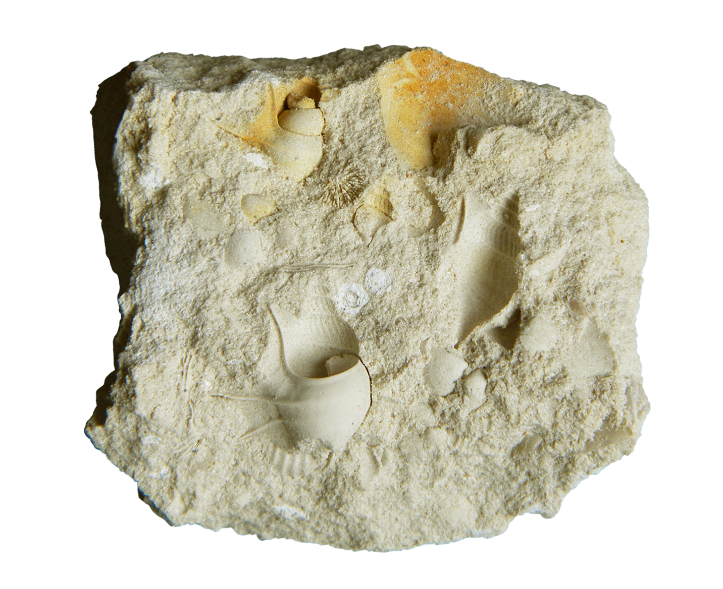 Aporrhais limburgensis