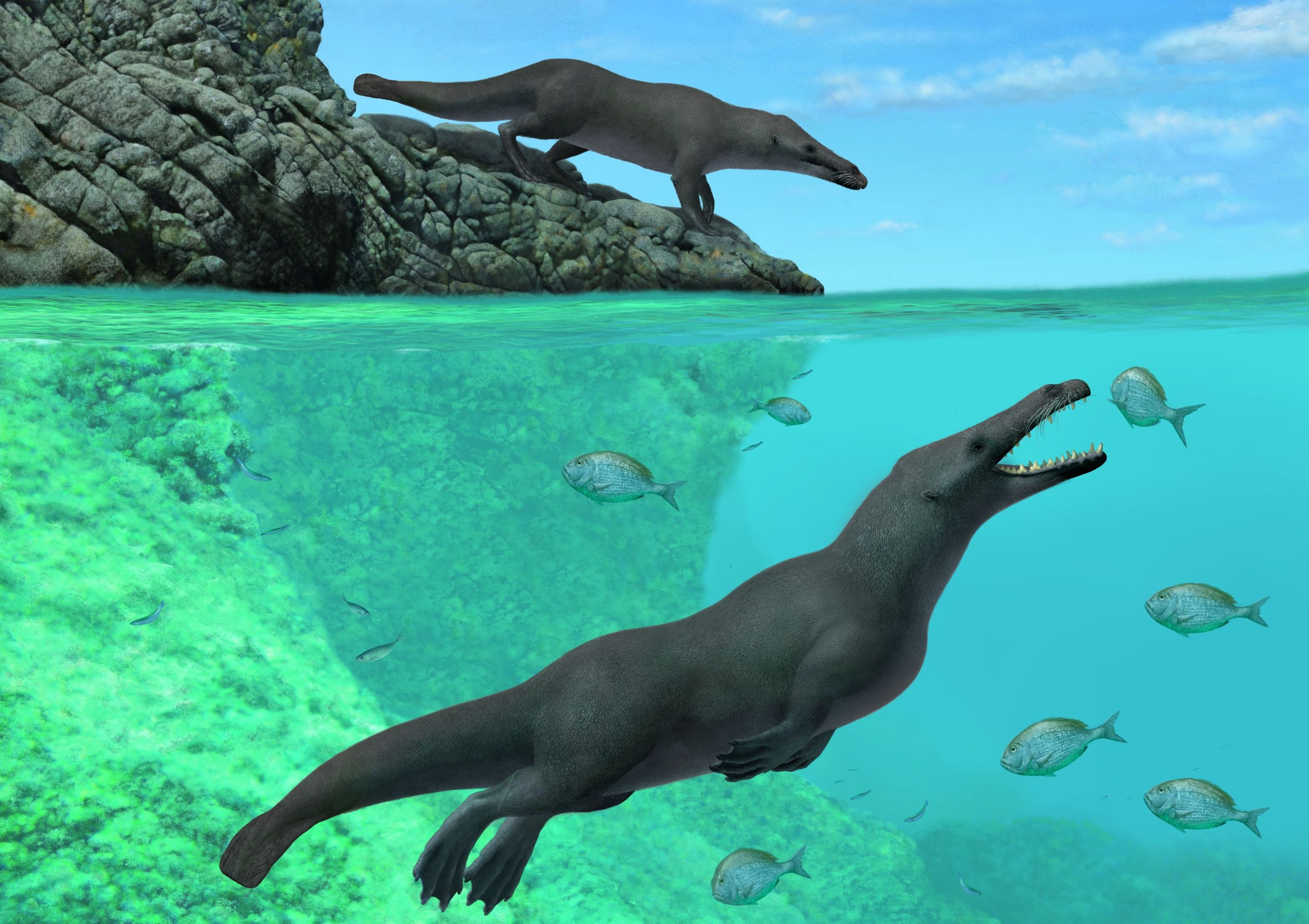 Artistieke reconstructie van Peregocetus. De staartvin is een hypothese. (A. Gennari)