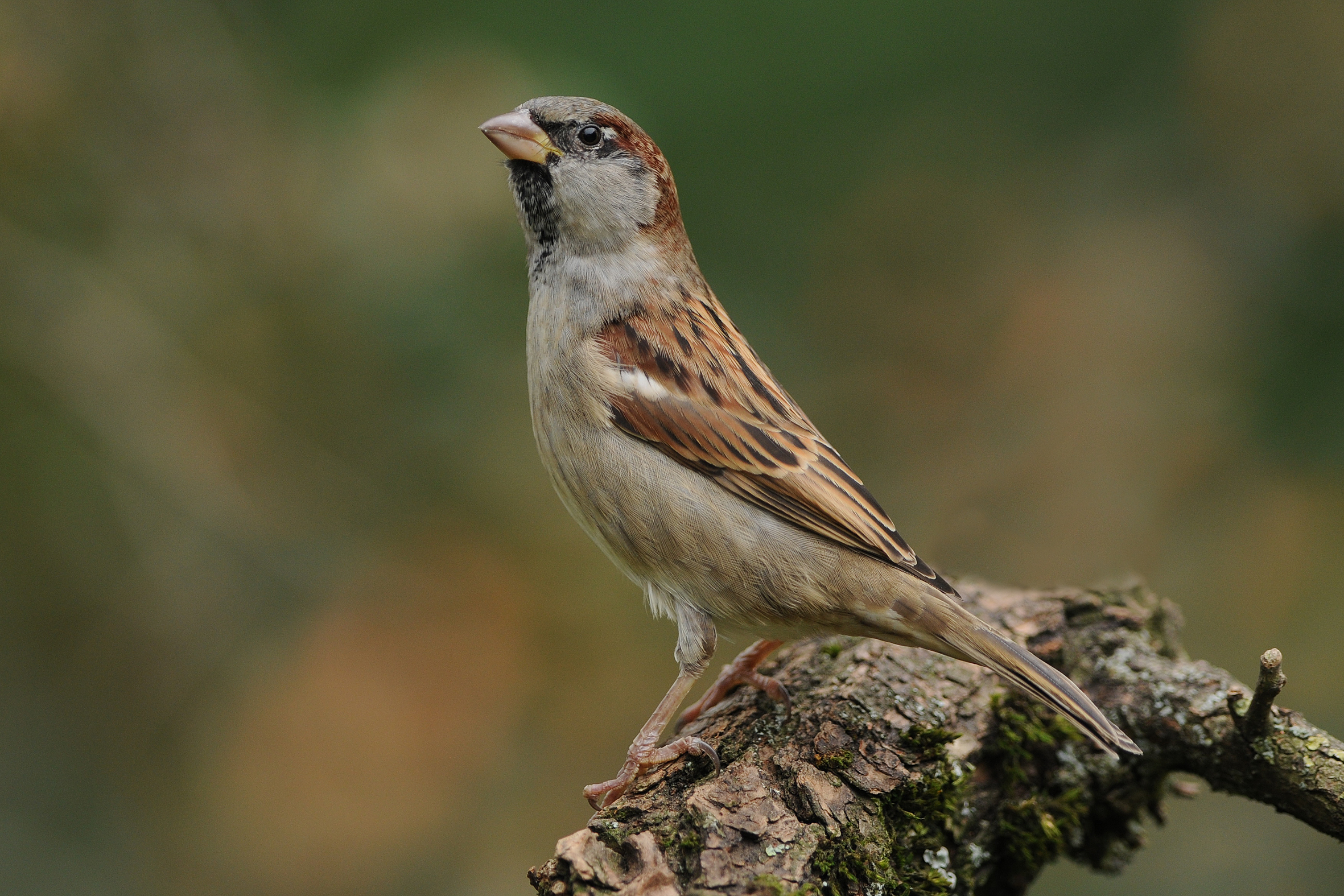 Huismus meest getelde vogel in Vlaamse tuinen, maar soort doet het niet goed