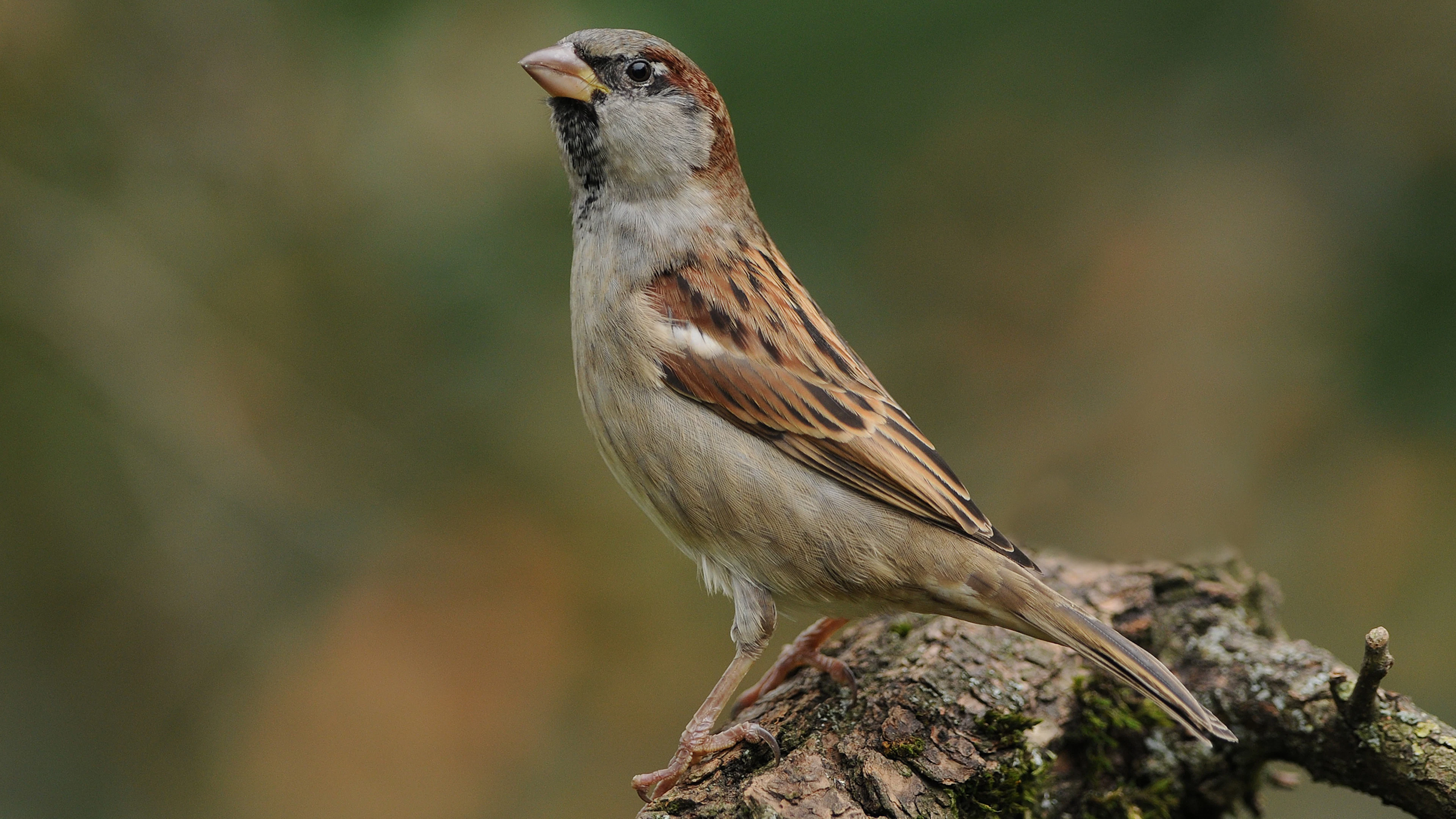 Huismus meest getelde vogel in Vlaamse tuinen, maar soort doet het niet goed