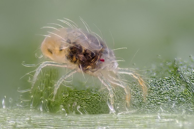 Vrouwelijke spintmijt op een bonenblad (© Gilles San Martin)