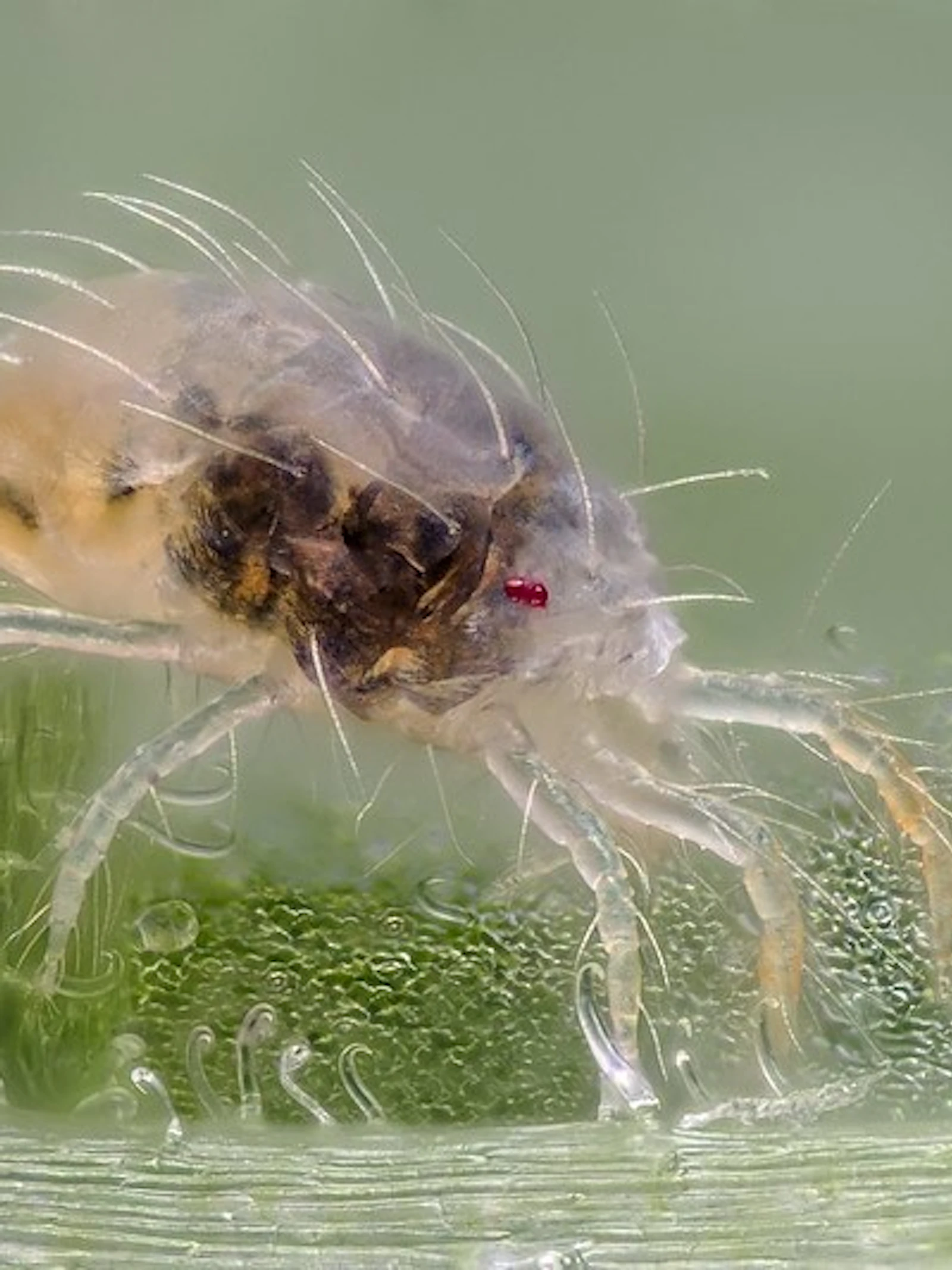 Vrouwelijke spintmijt op een bonenblad (© Gilles San Martin) Vrouwelijke spintmijt op een bonenblad (© Gilles San Martin)