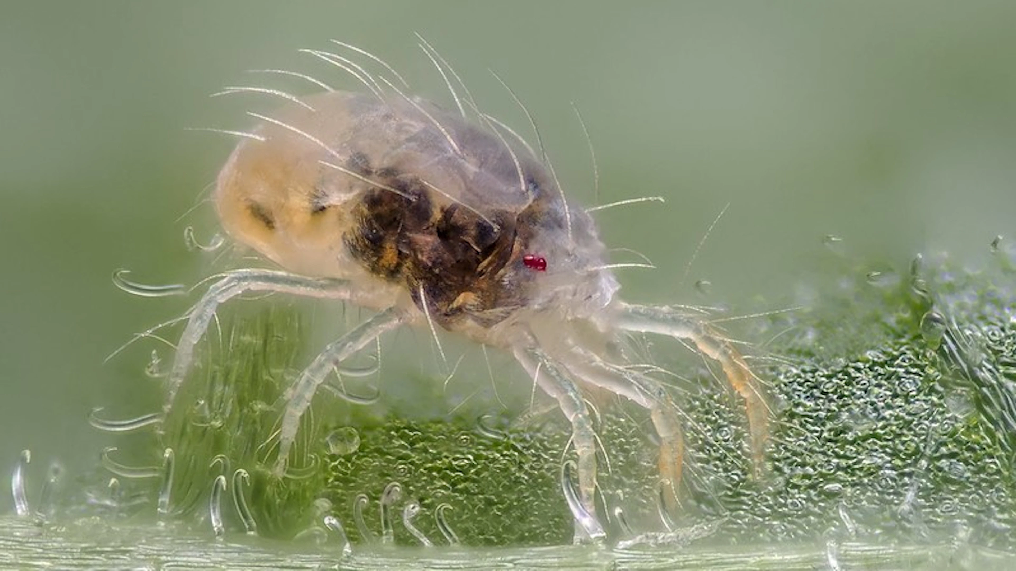 Vrouwelijke spintmijt op een bonenblad (© Gilles San Martin) Vrouwelijke spintmijt op een bonenblad (© Gilles San Martin)