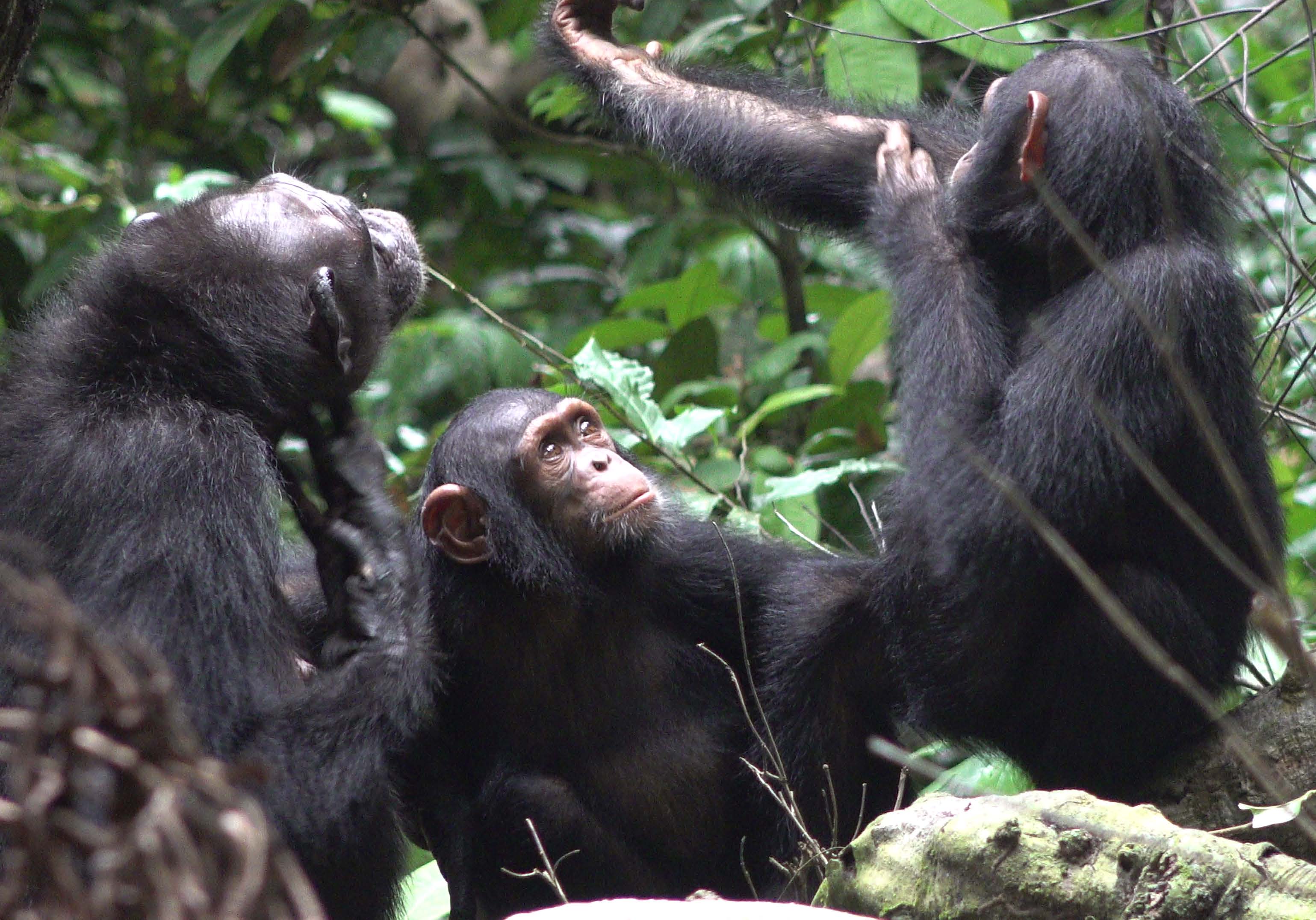 Chimpansees brengen insecten aan op wonden
