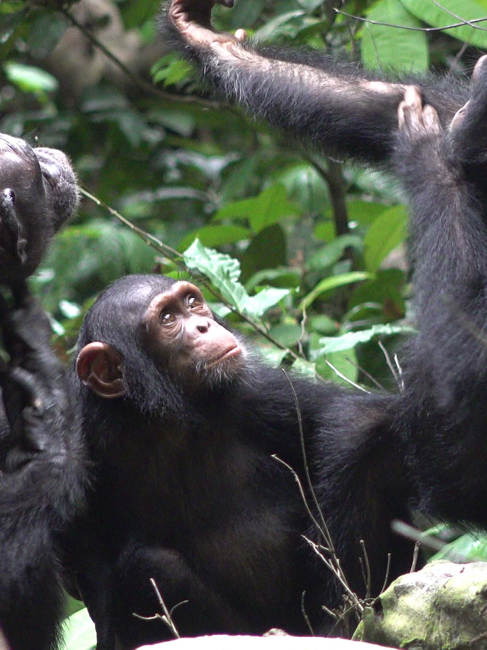 Chimpansees brengen insecten aan op wonden