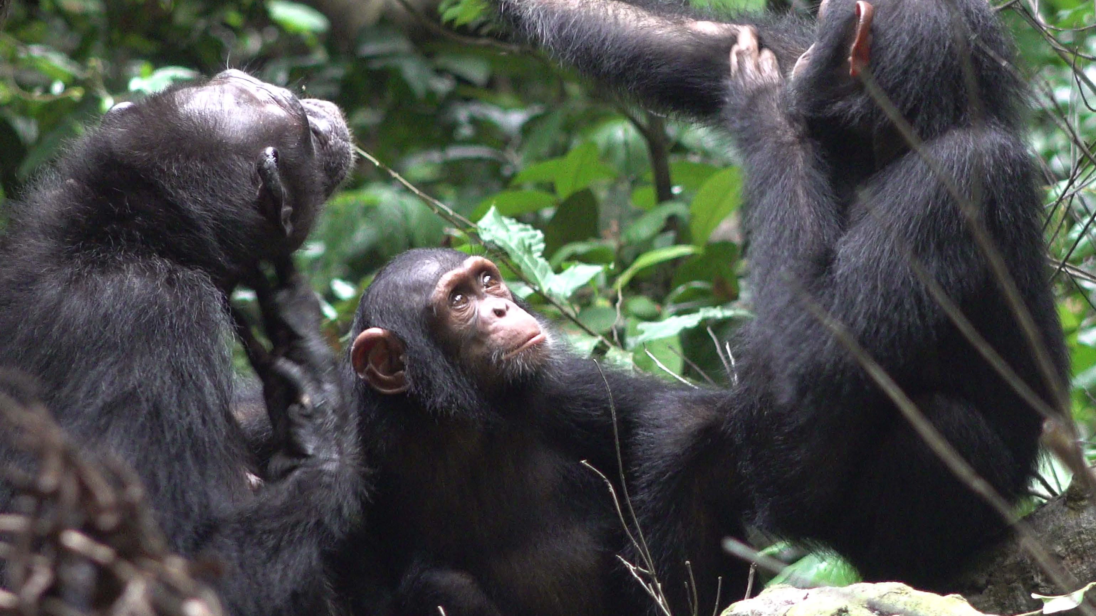 Chimpansees brengen insecten aan op wonden