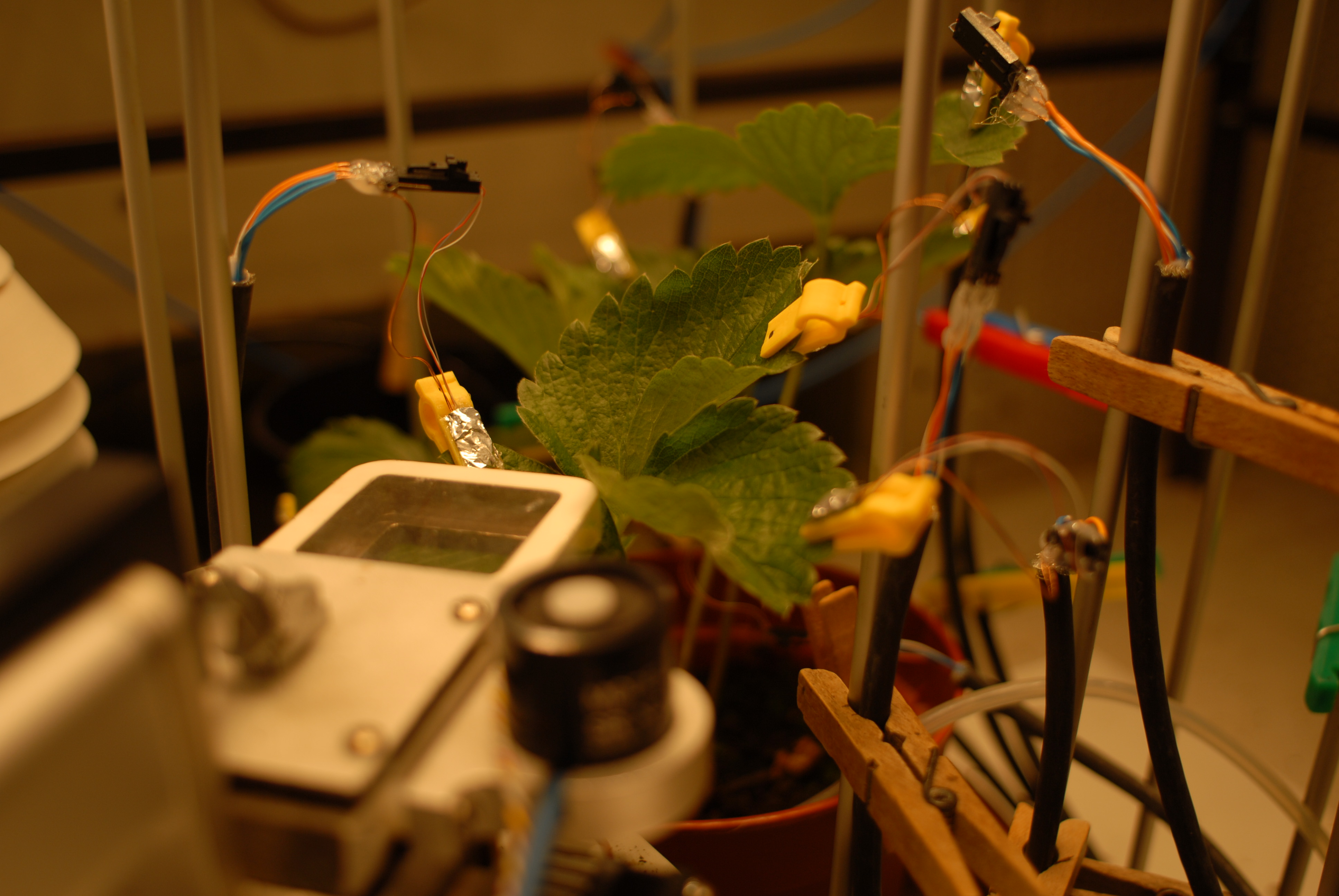 Proefopstelling met sensoren en aardbeiplant