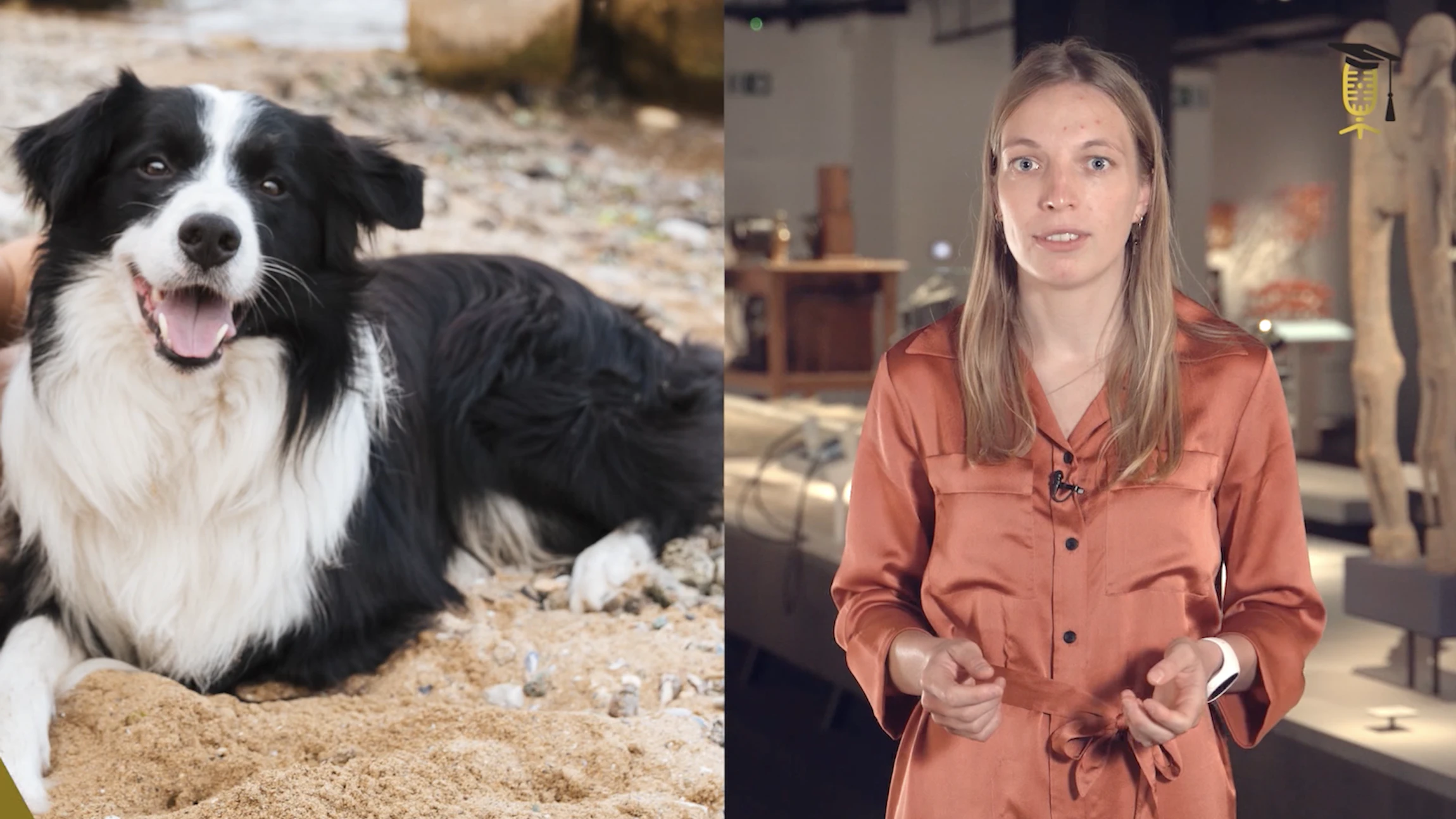 Epilepsie bij honden: zit de oplossing in de darmen?