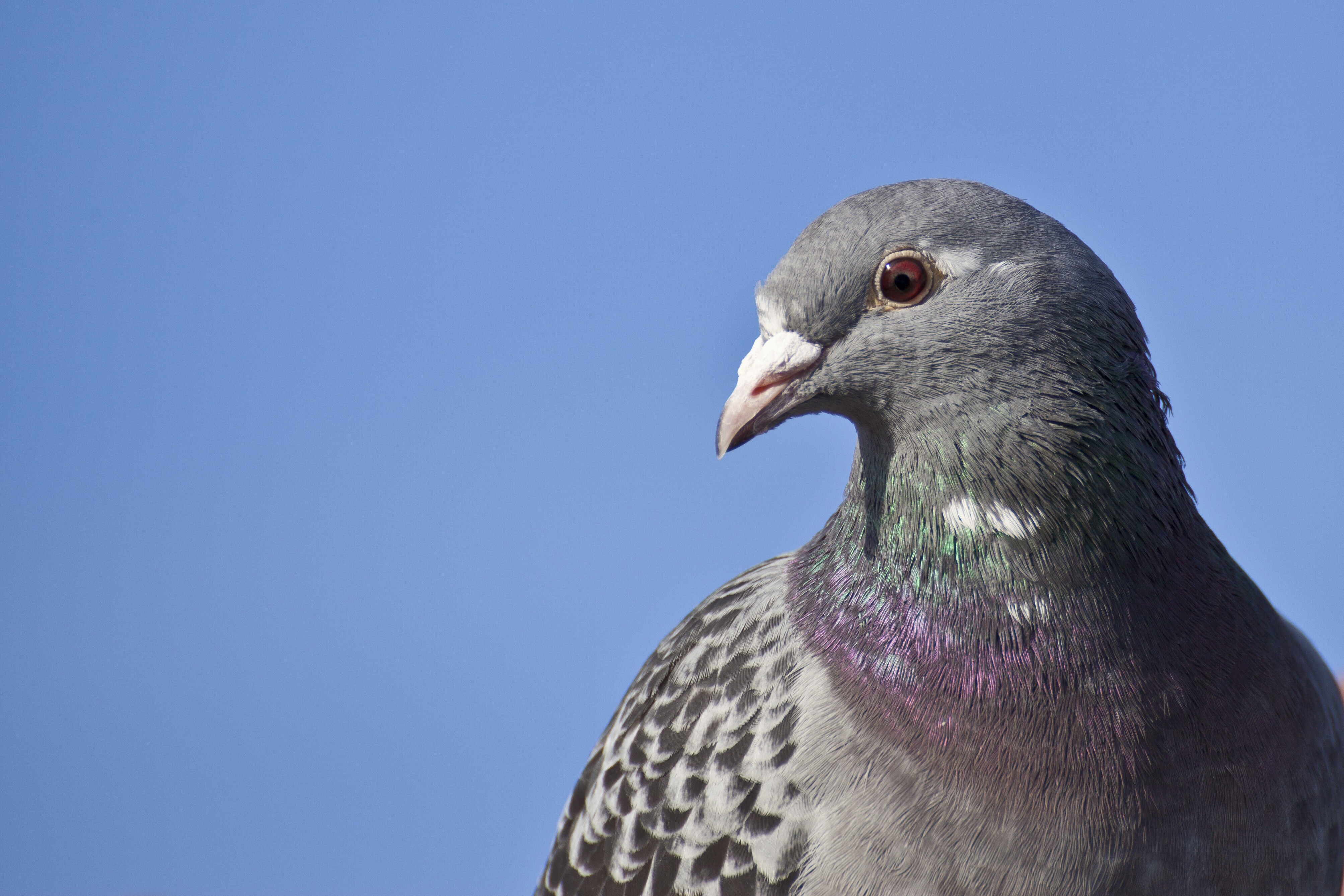 Vogel onthoudt vliegroute jaren