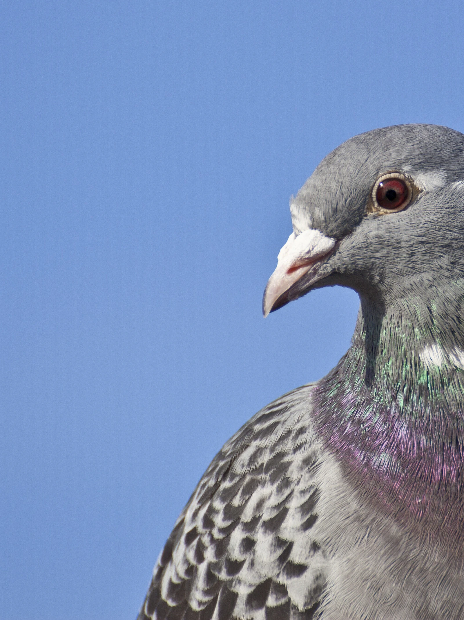Vogel onthoudt vliegroute jaren