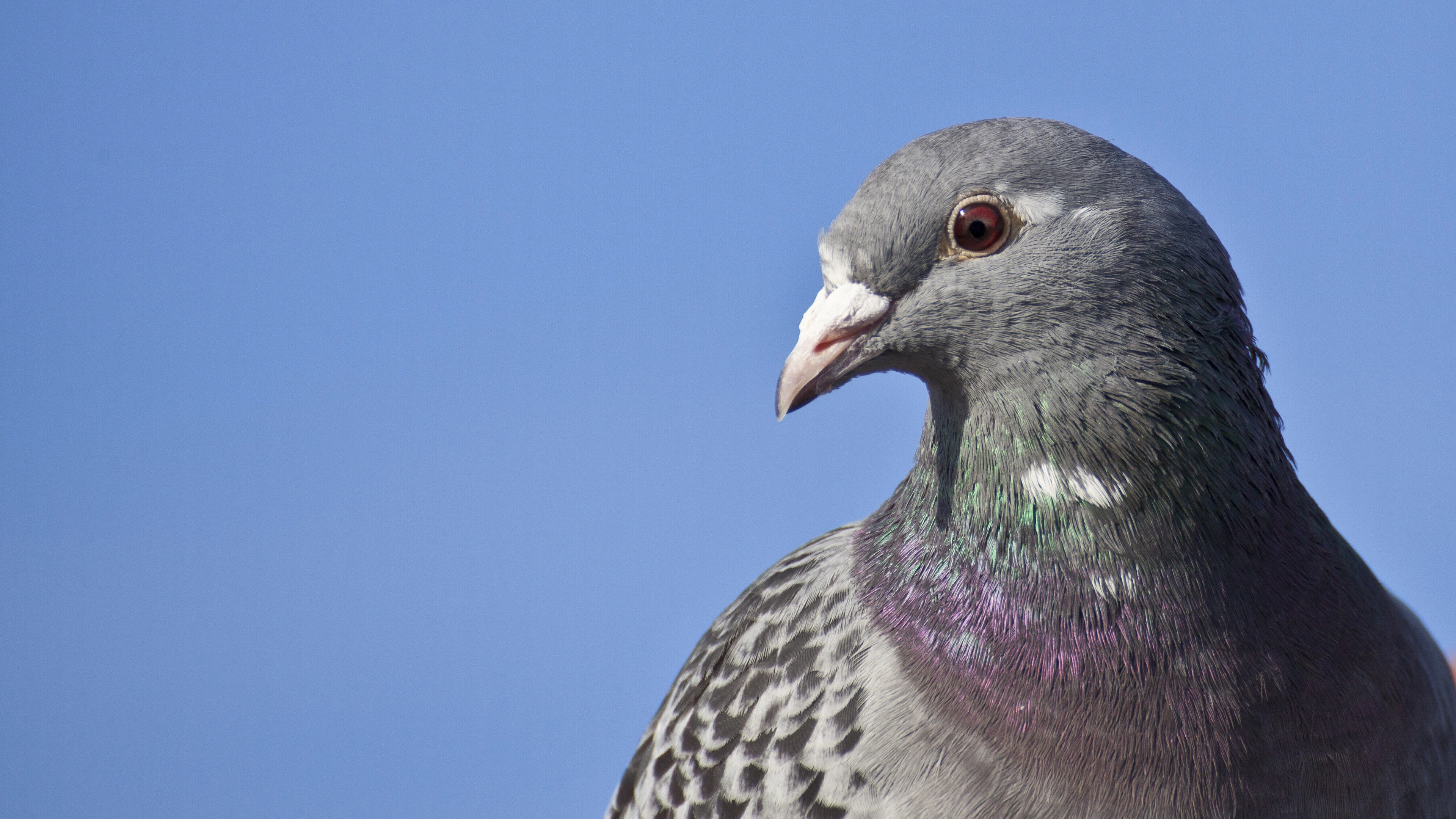 Vogel onthoudt vliegroute jaren