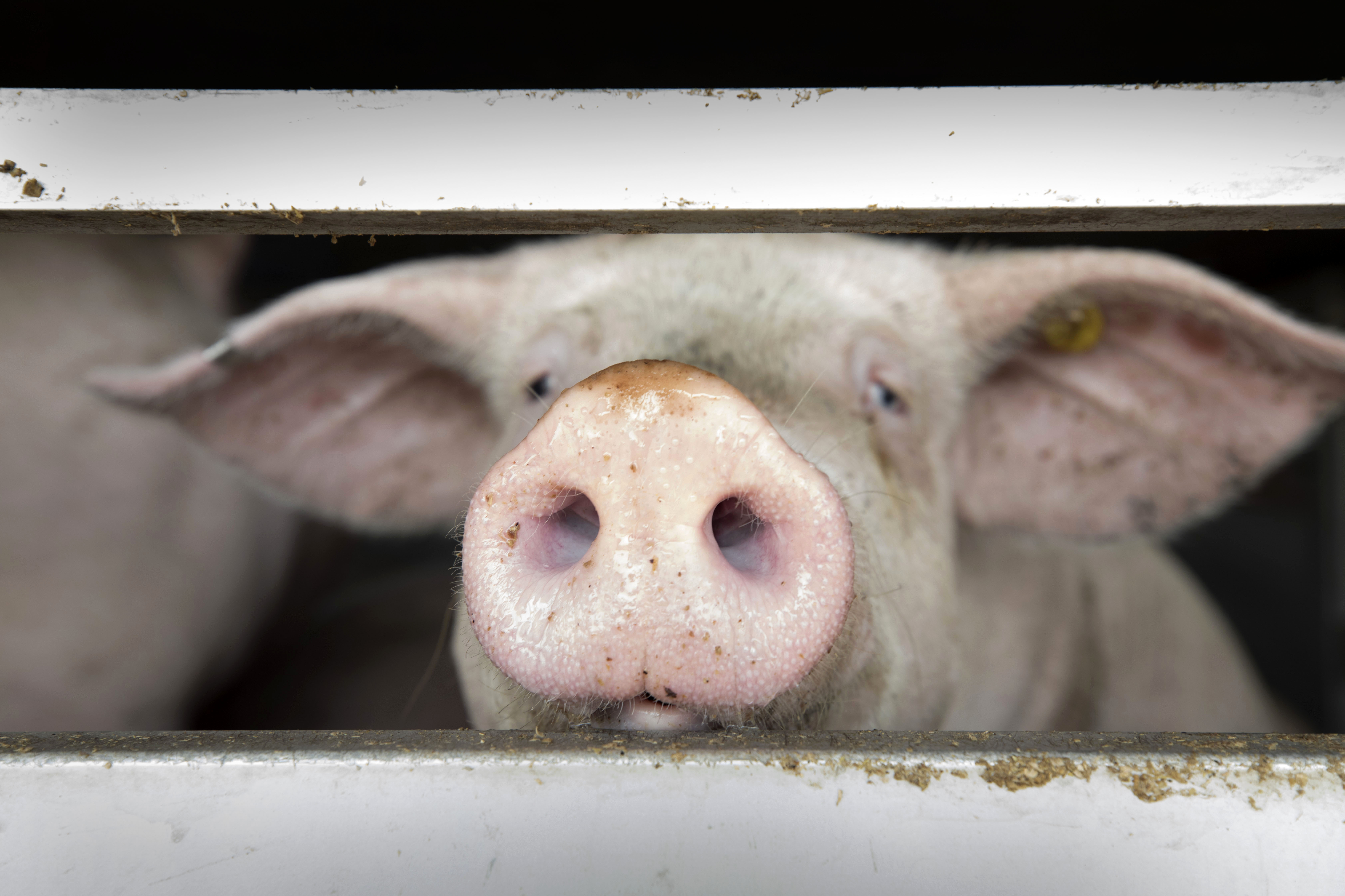 AI ontcijfert emoties van varkens