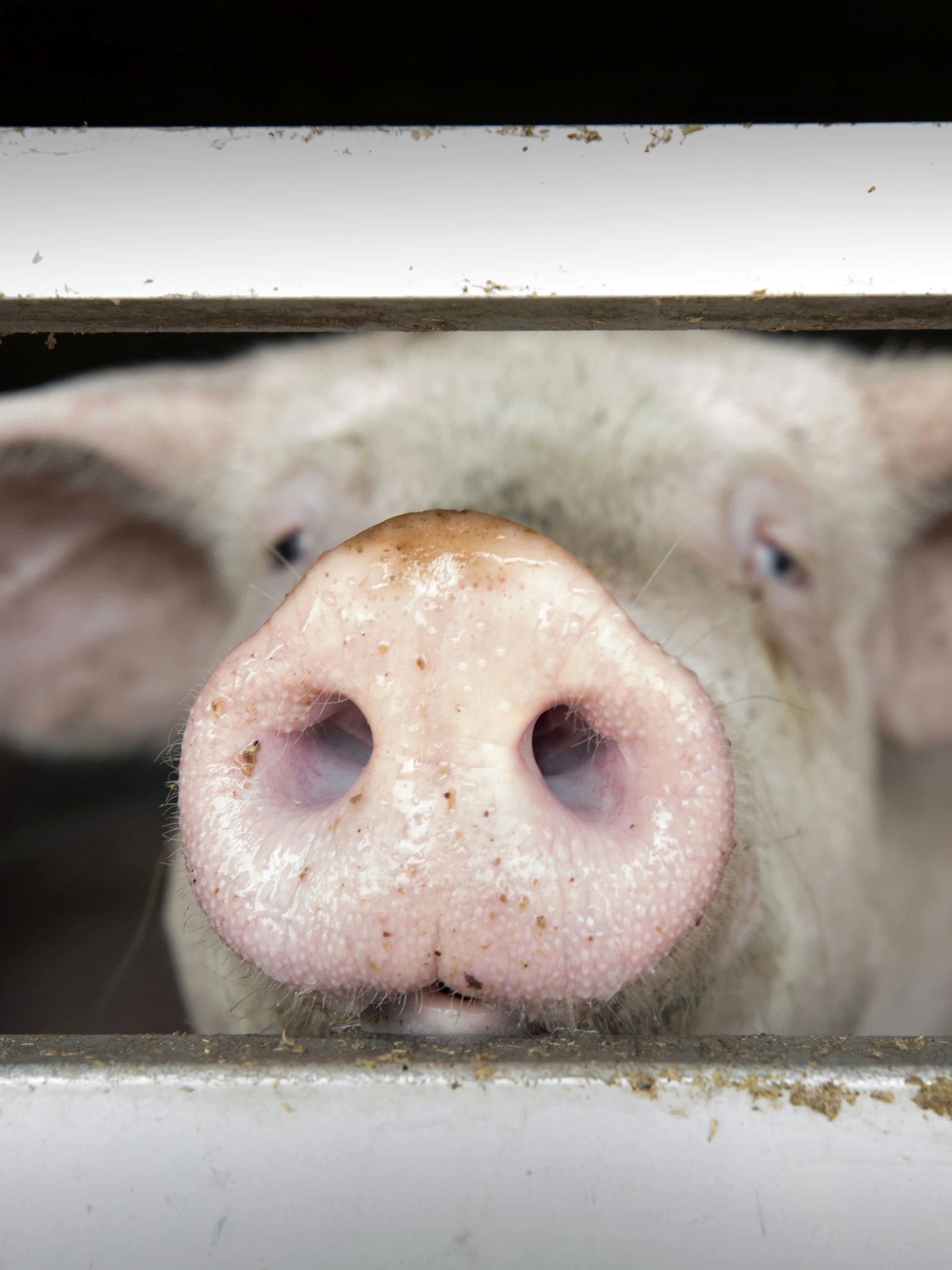 AI ontcijfert emoties van varkens