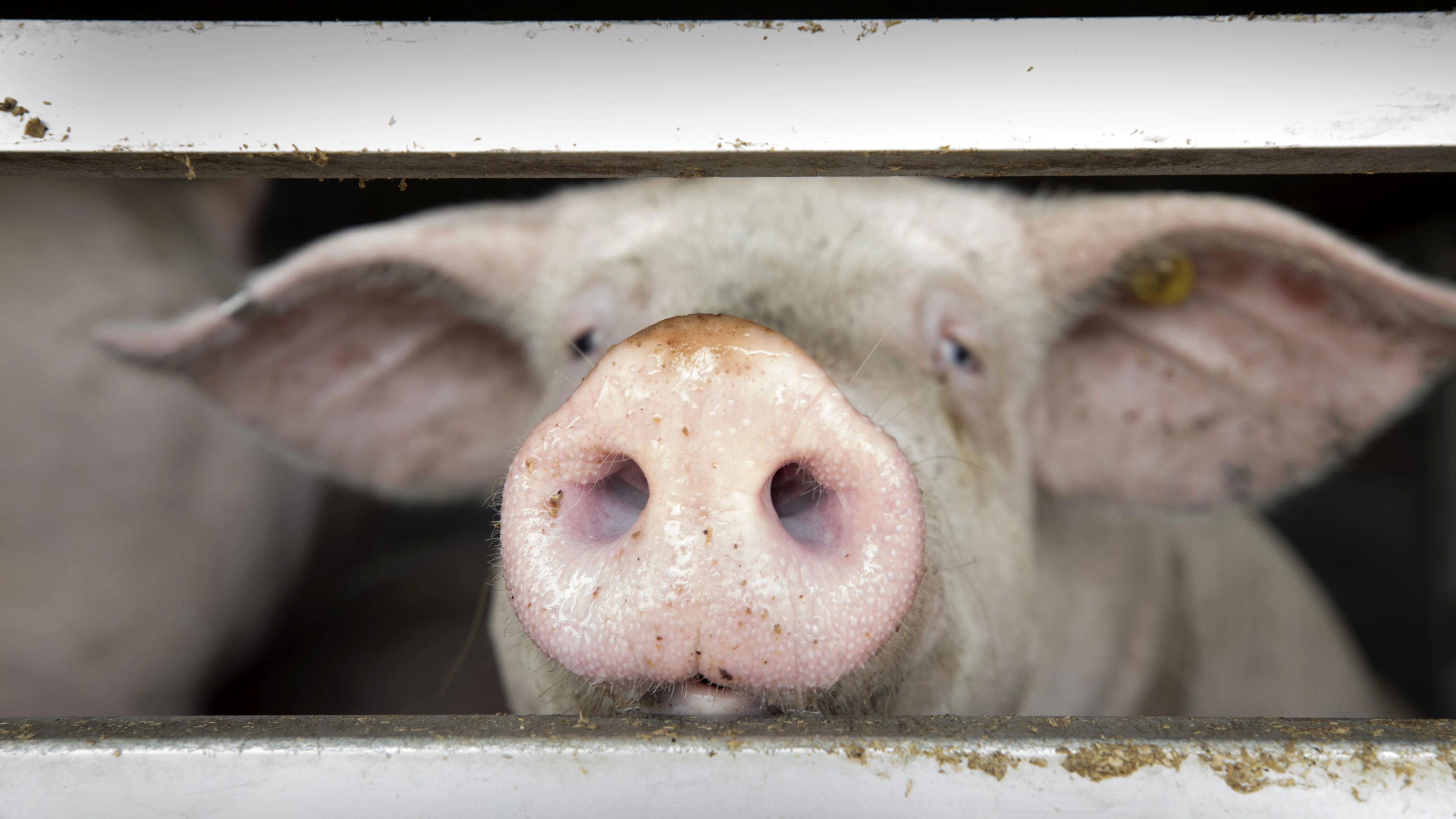 AI ontcijfert emoties van varkens