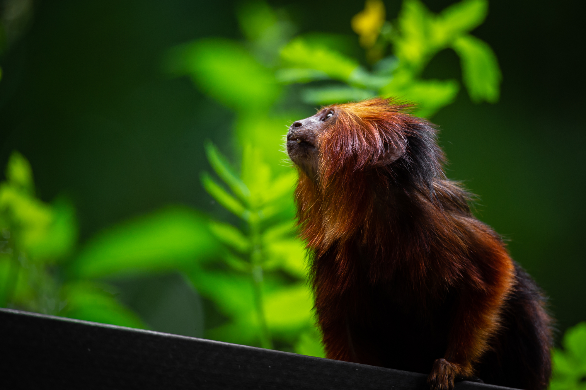 Goudkopleeuwaapje - Copyright ZOO Antwerpen / Jonas Verhulst