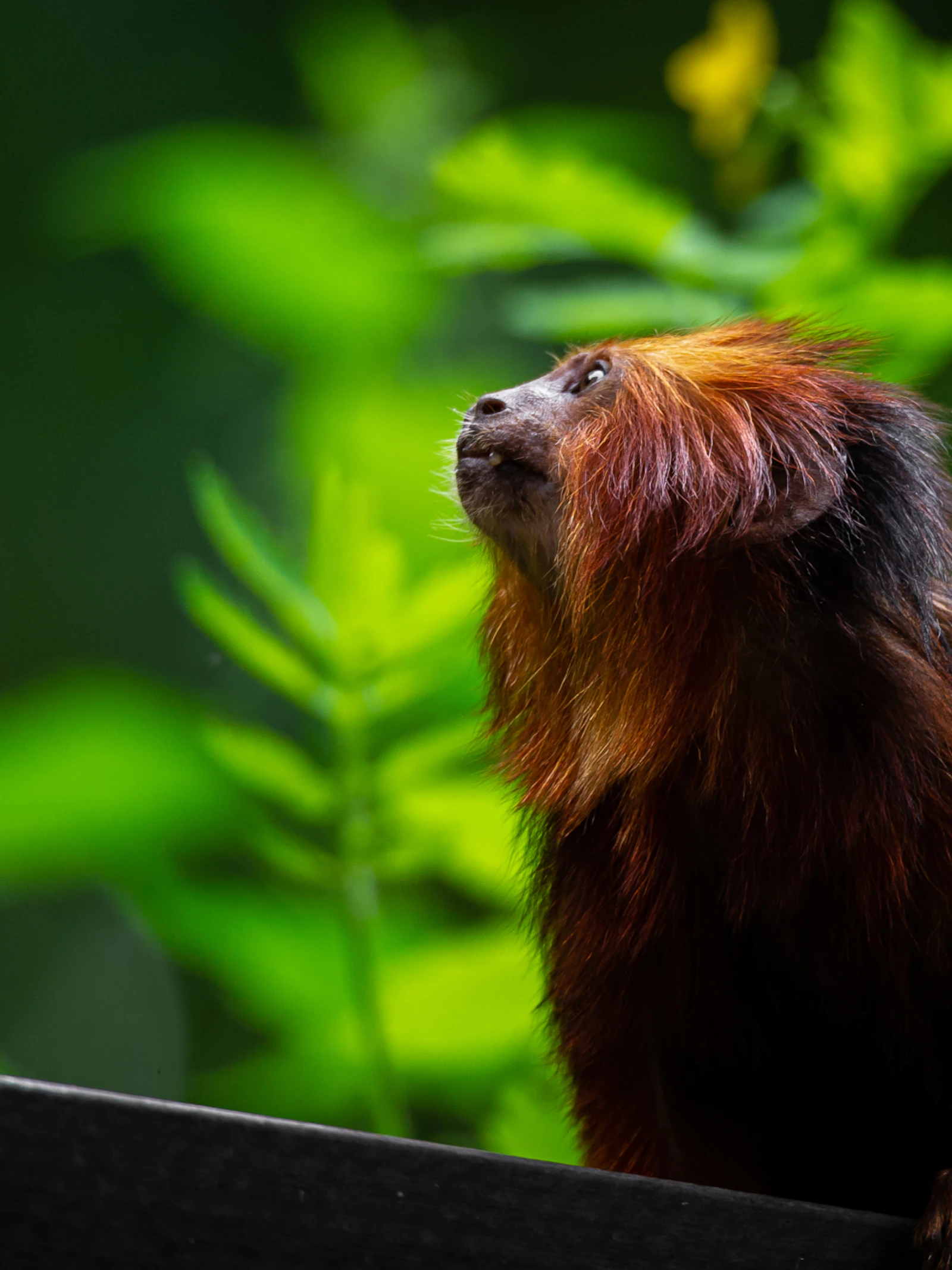 Goudkopleeuwaapje - Copyright ZOO Antwerpen / Jonas Verhulst