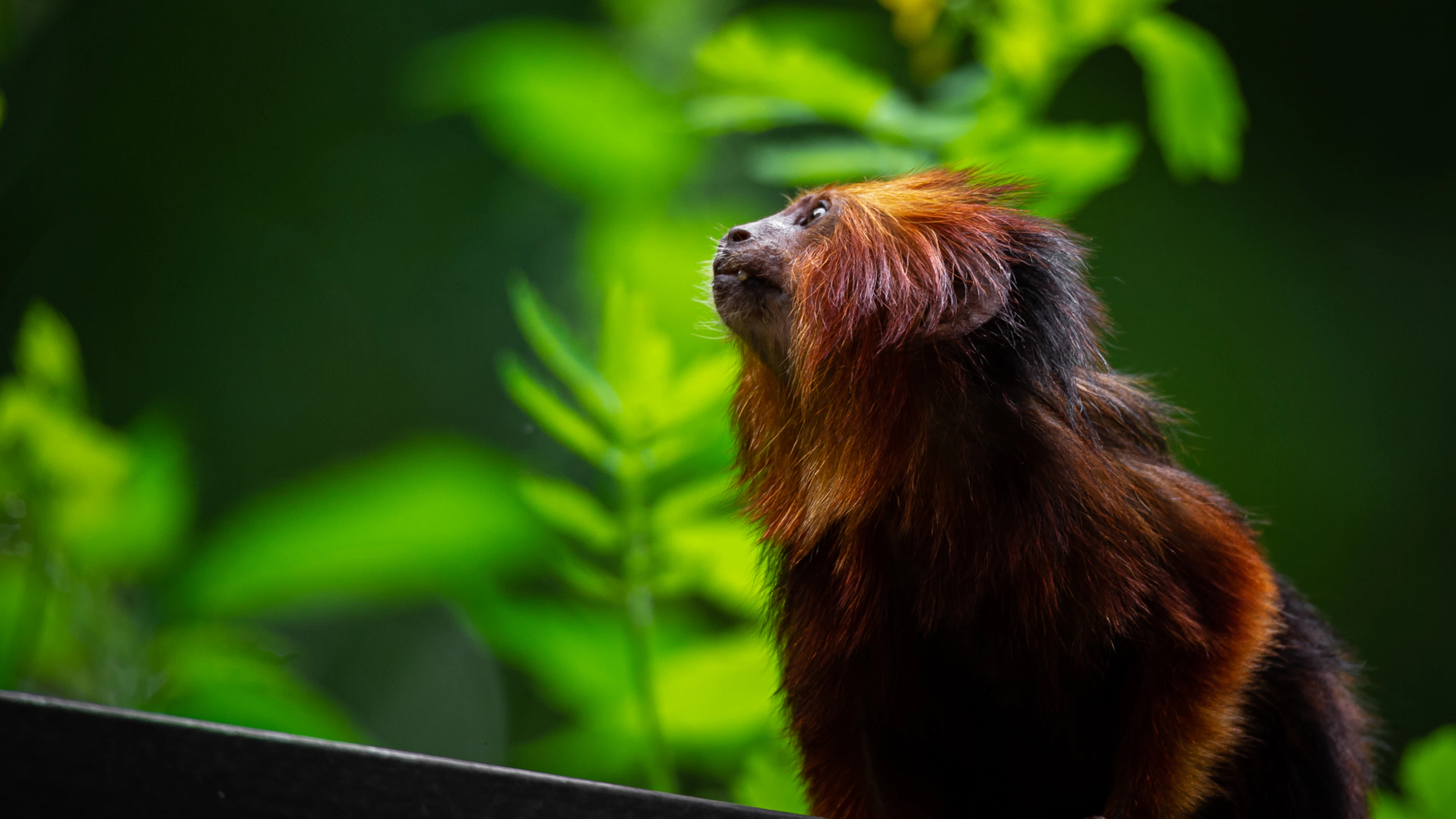 Goudkopleeuwaapje - Copyright ZOO Antwerpen / Jonas Verhulst