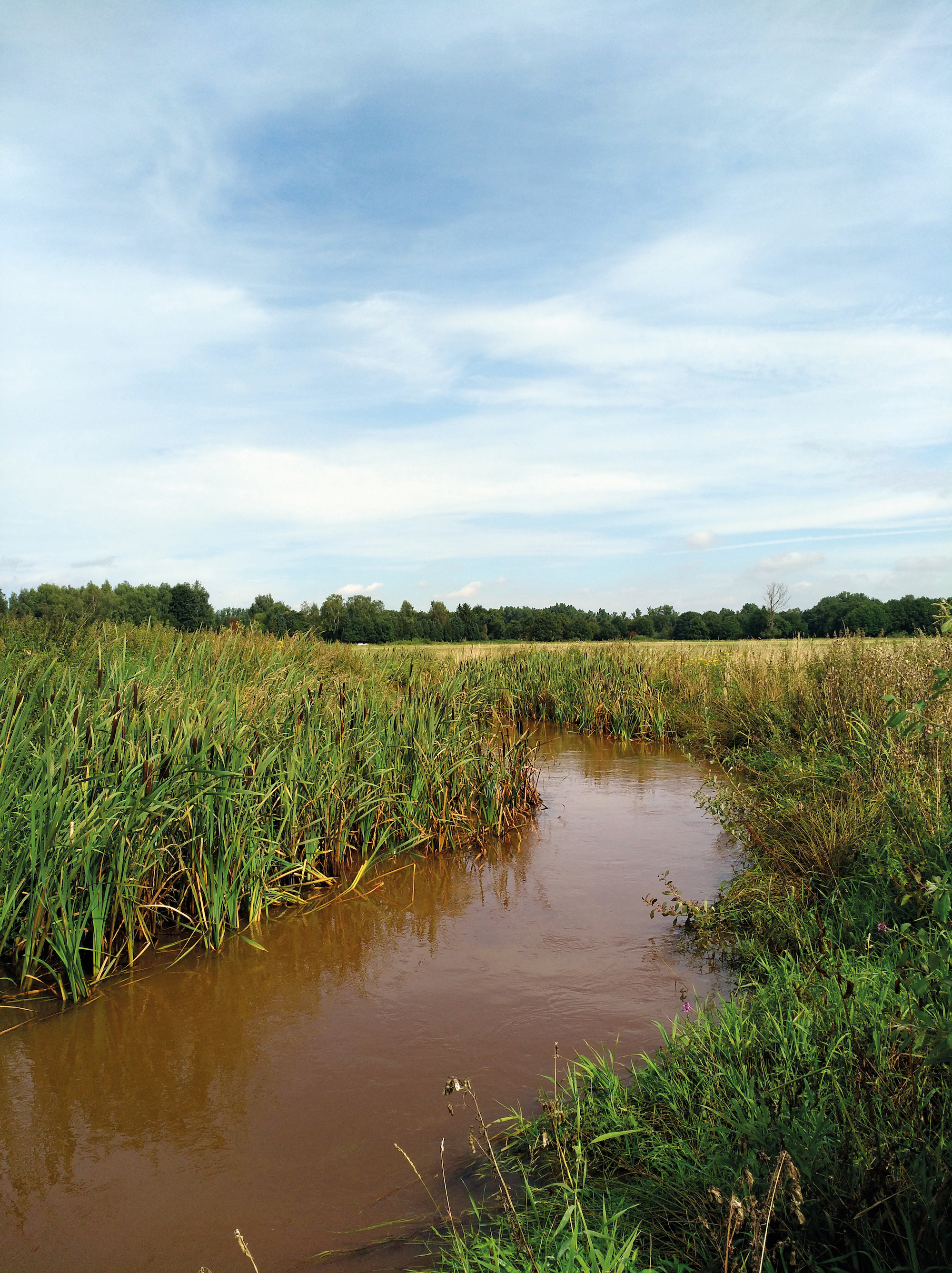 Zonder bochten geen beek: hermeandering moet waterlopen weer gezond maken