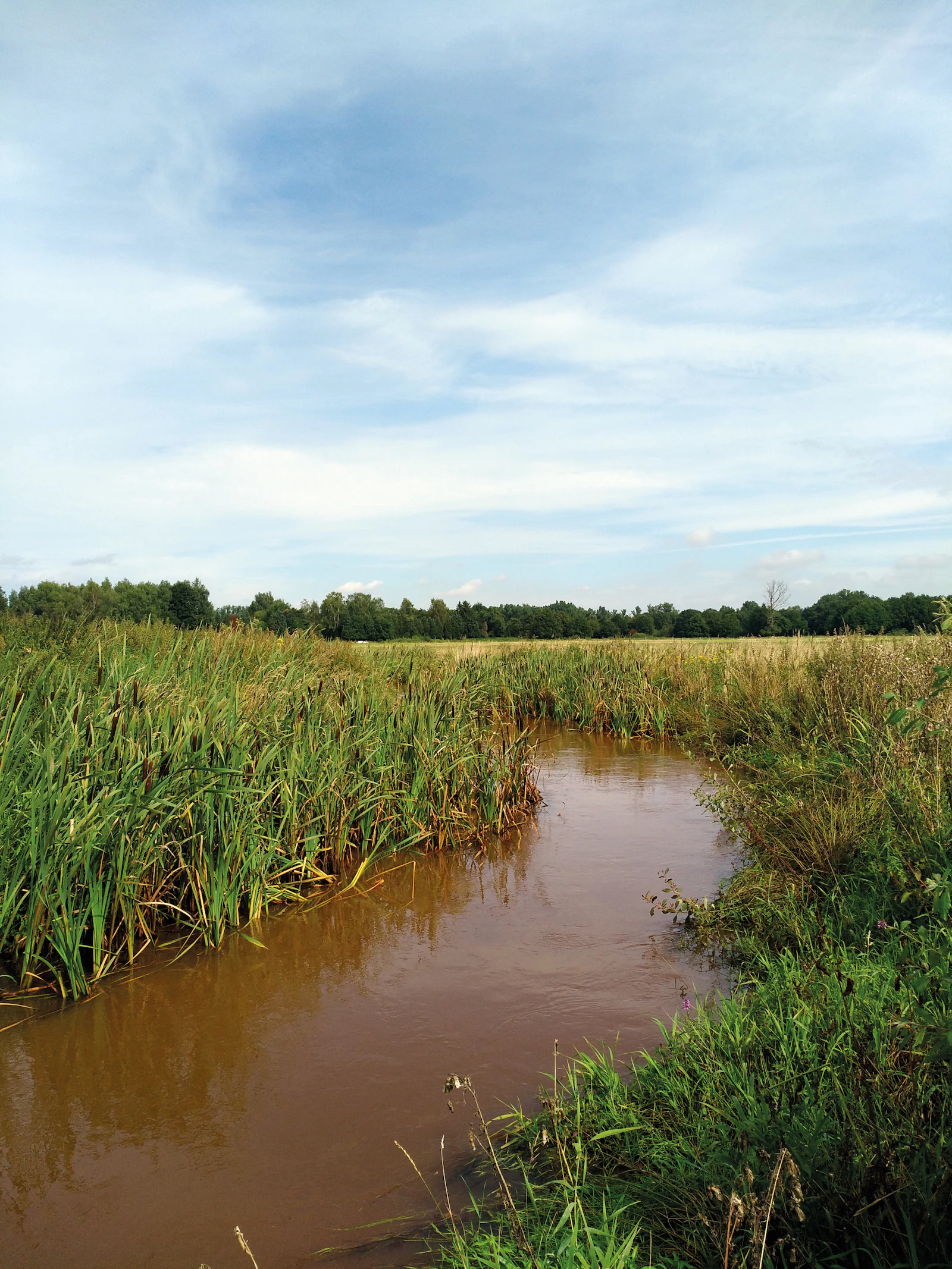 Zonder bochten geen beek: hermeandering moet waterlopen weer gezond maken