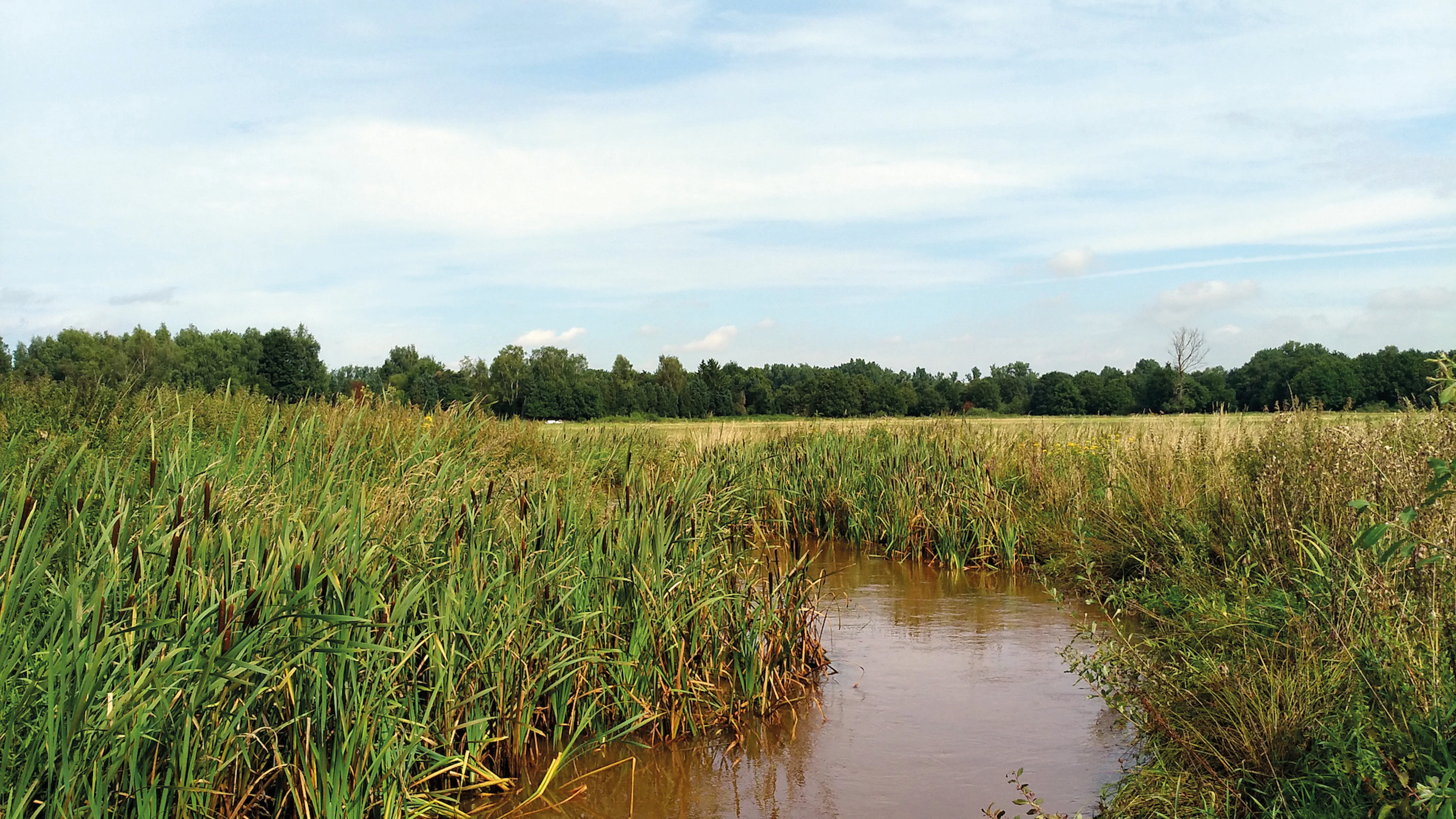 Zonder bochten geen beek: hermeandering moet waterlopen weer gezond maken