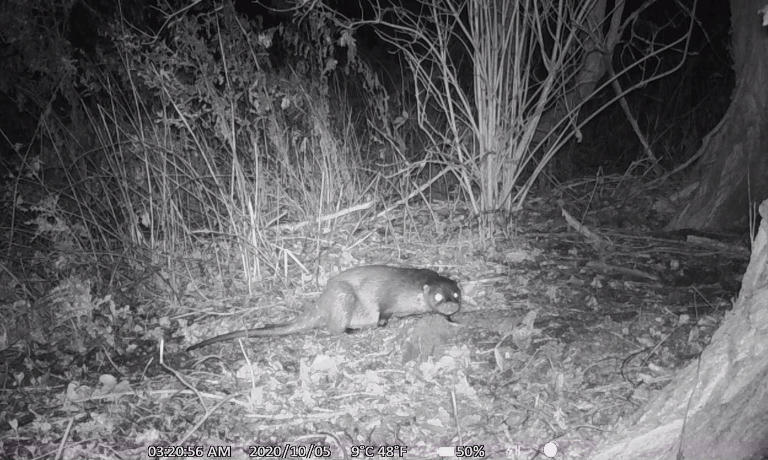 Otters in Vlaanderen: van vogelvrij tot beschermd