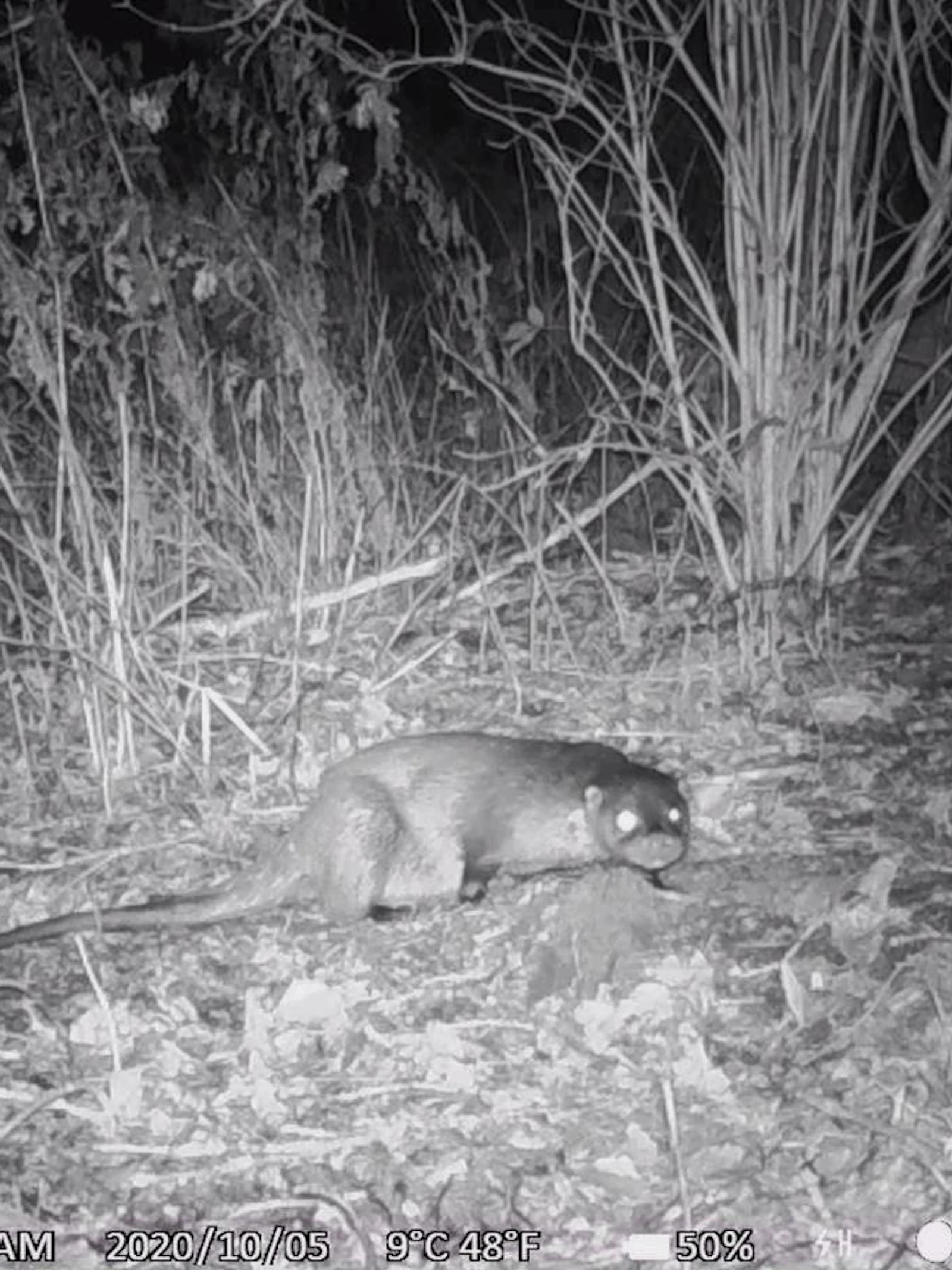 Otters in Vlaanderen: van vogelvrij tot beschermd